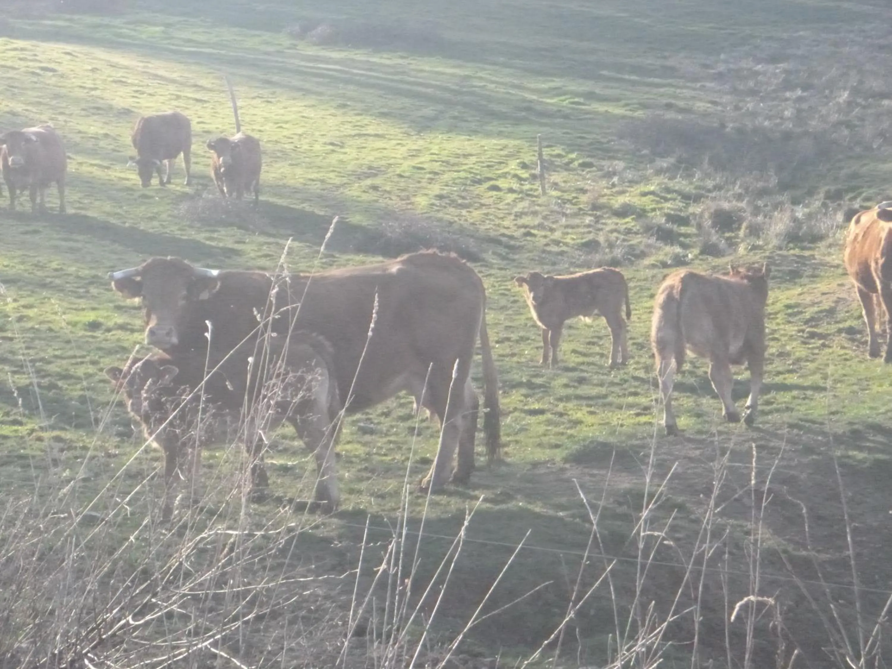 La Maison Des Fleurs