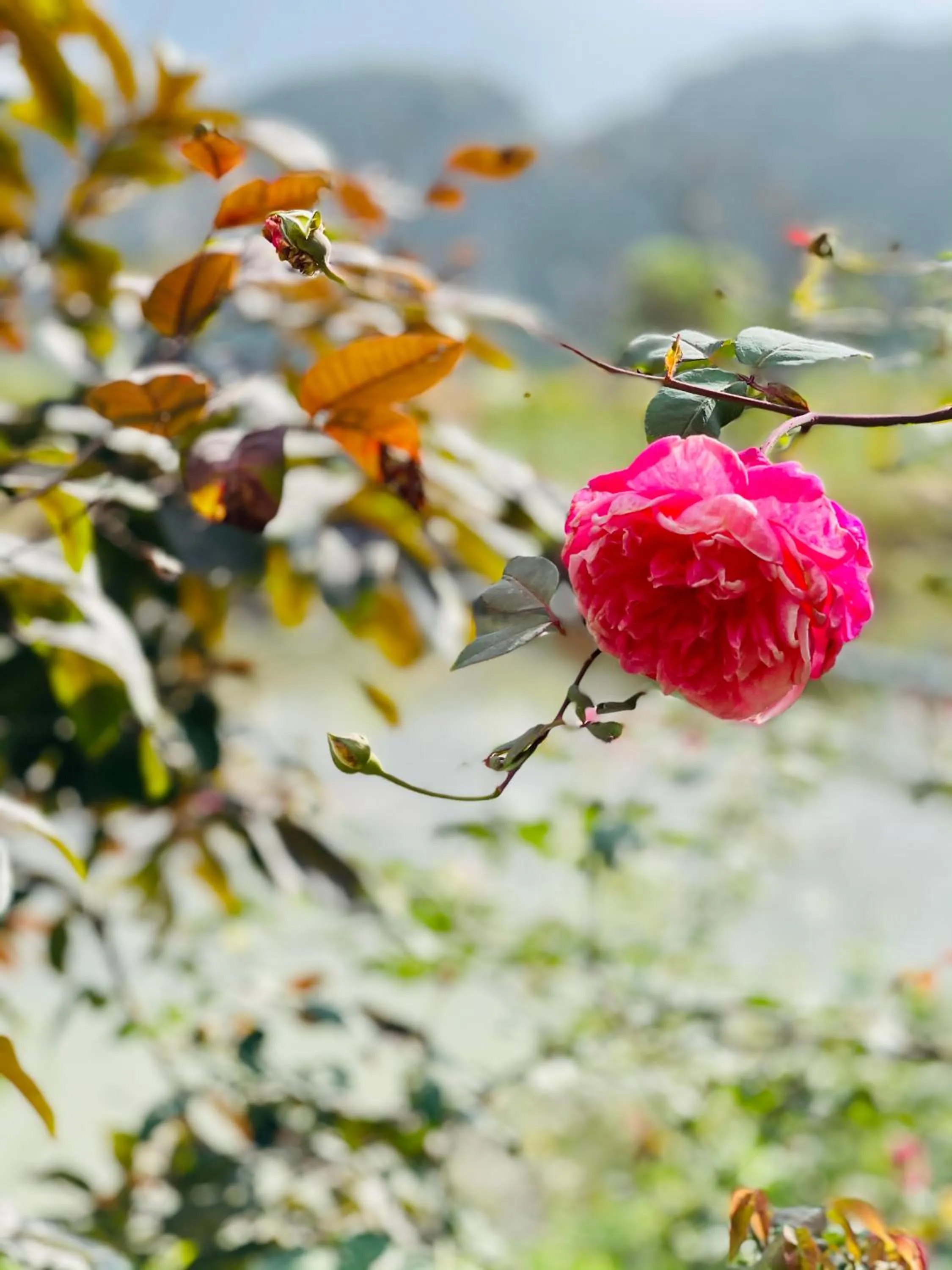 Spring in Trang An Lotus Lake Homestay