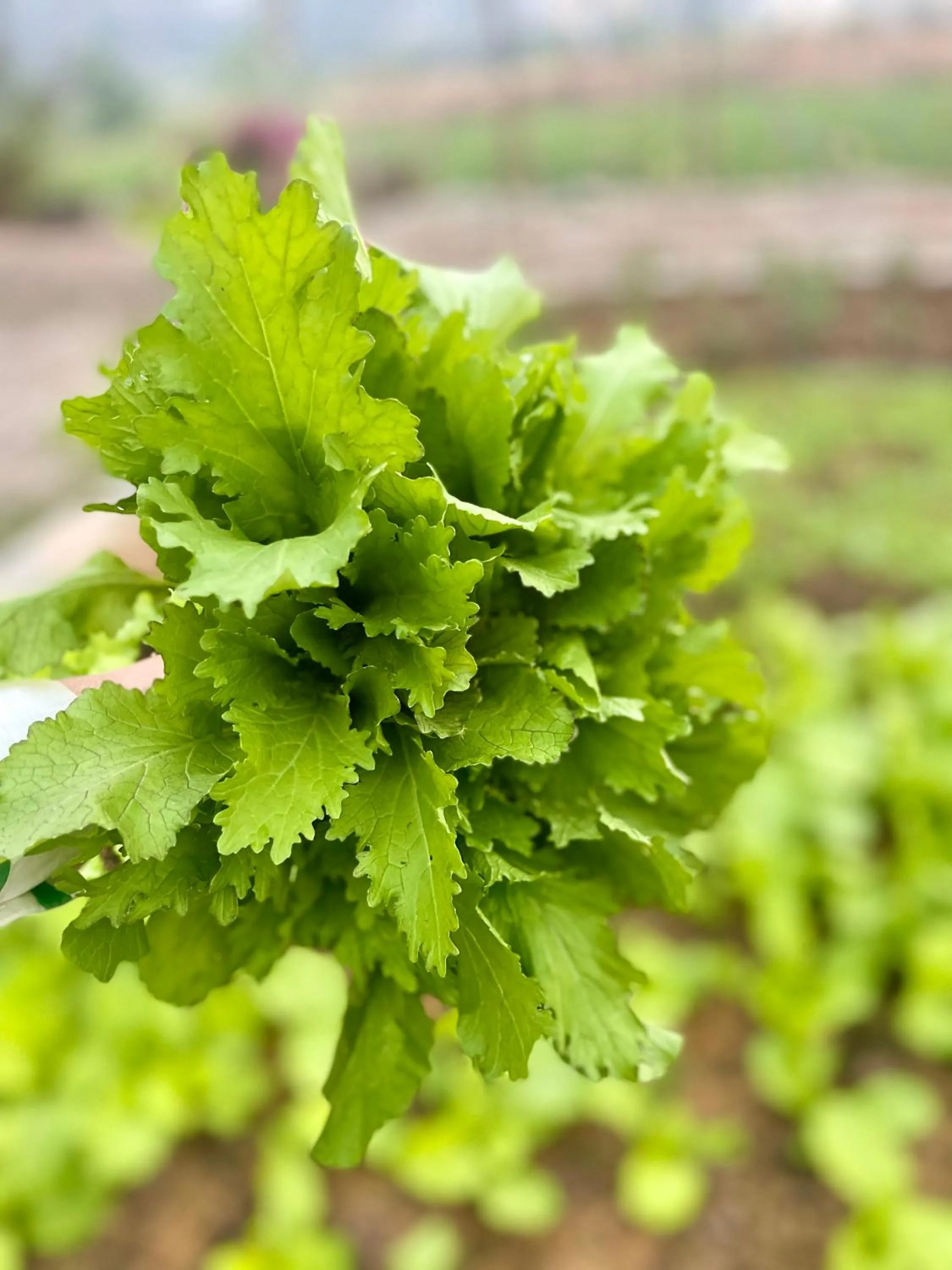 Day in Trang An Lotus Lake Homestay
