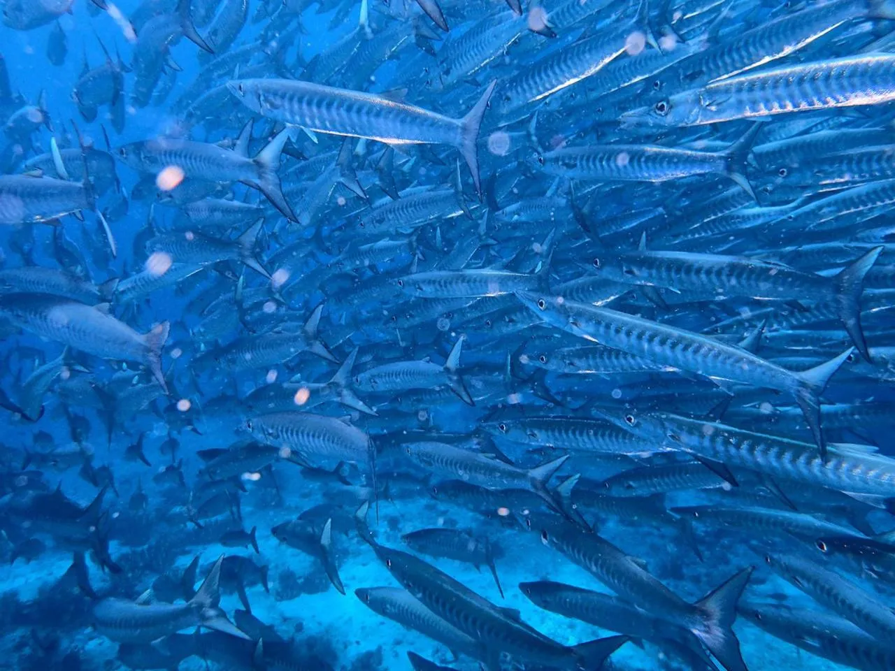 Diving in White Villas Resort