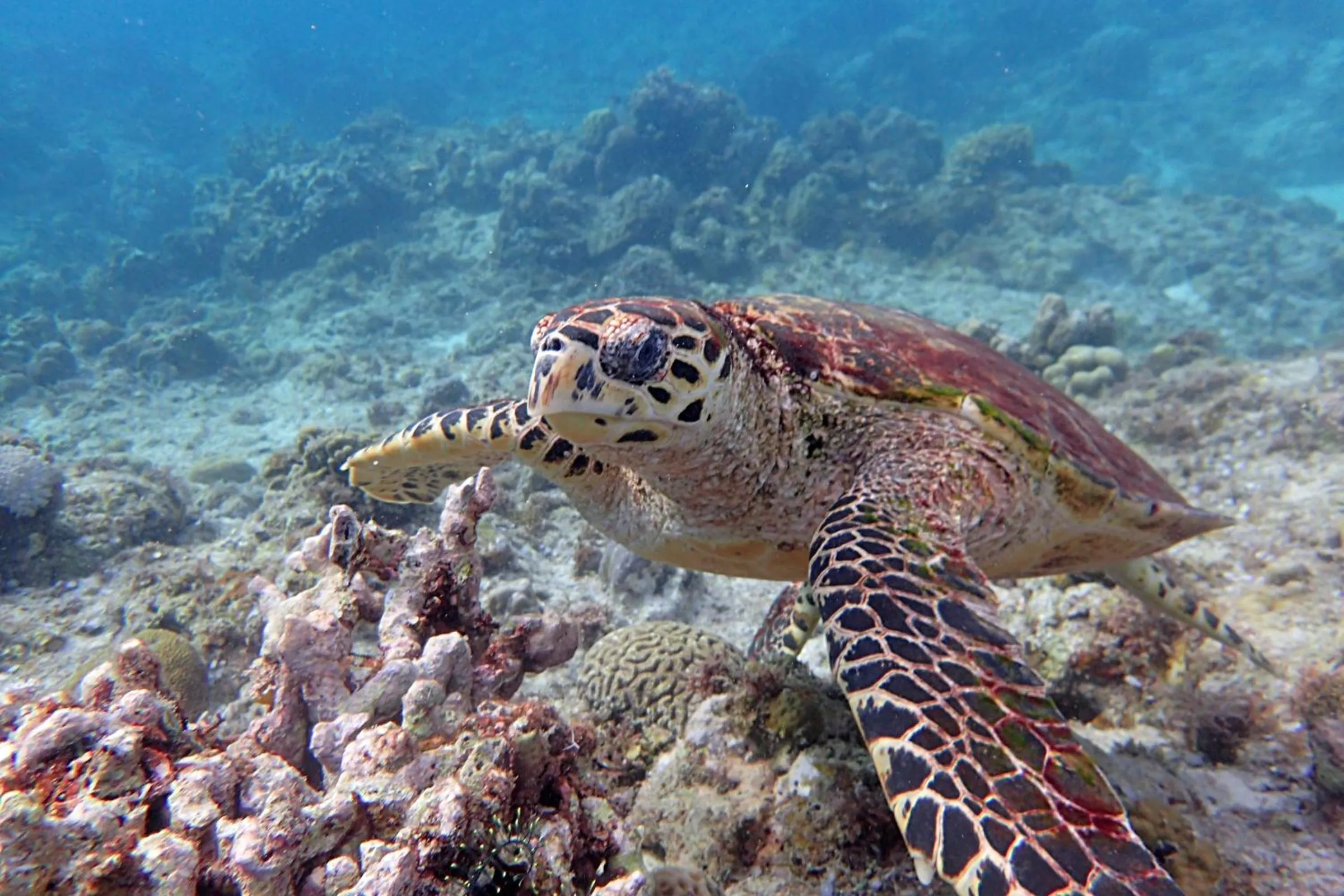 Natural landscape in White Villas Resort