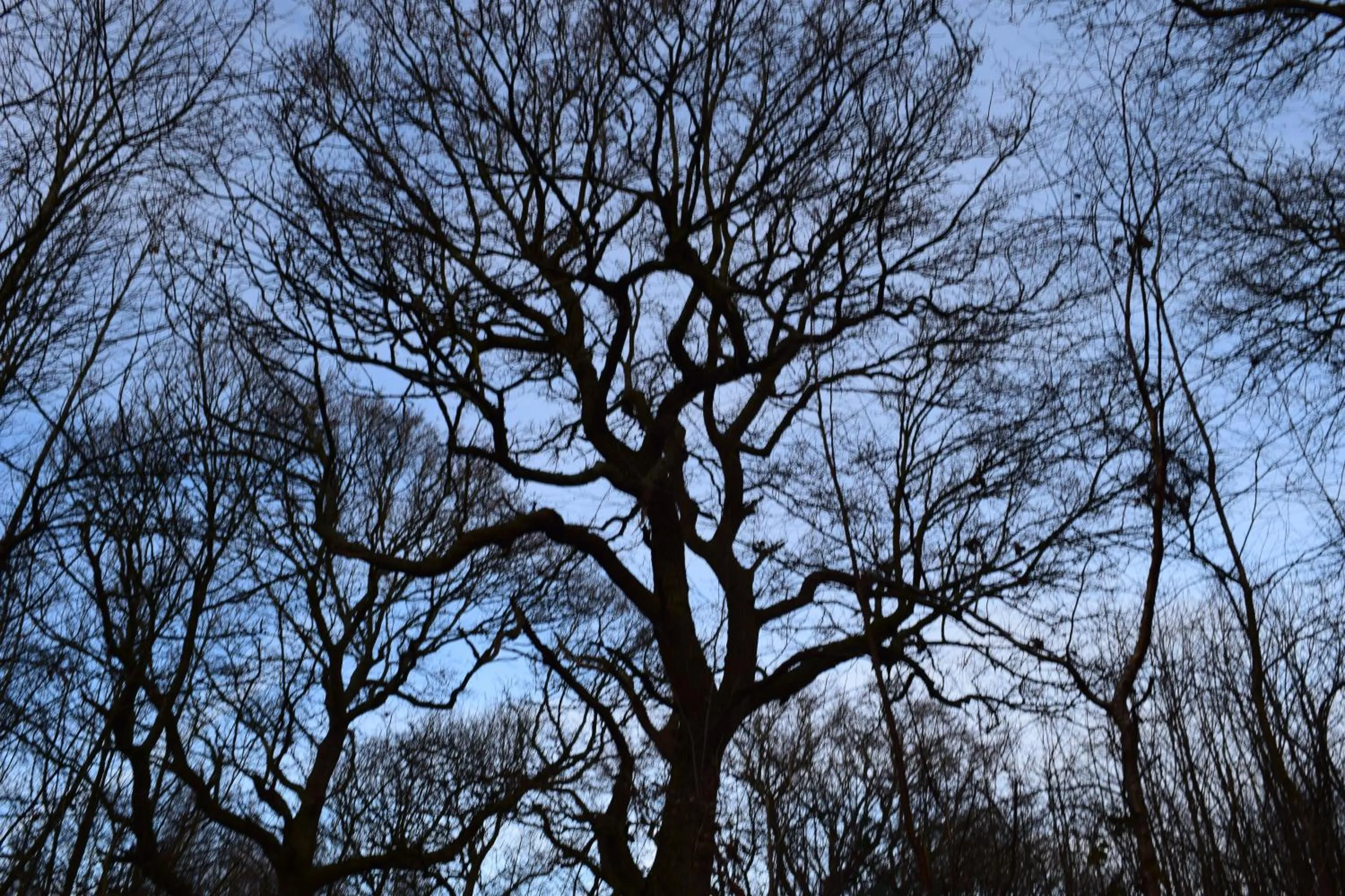 Natural landscape in The Plough Inn