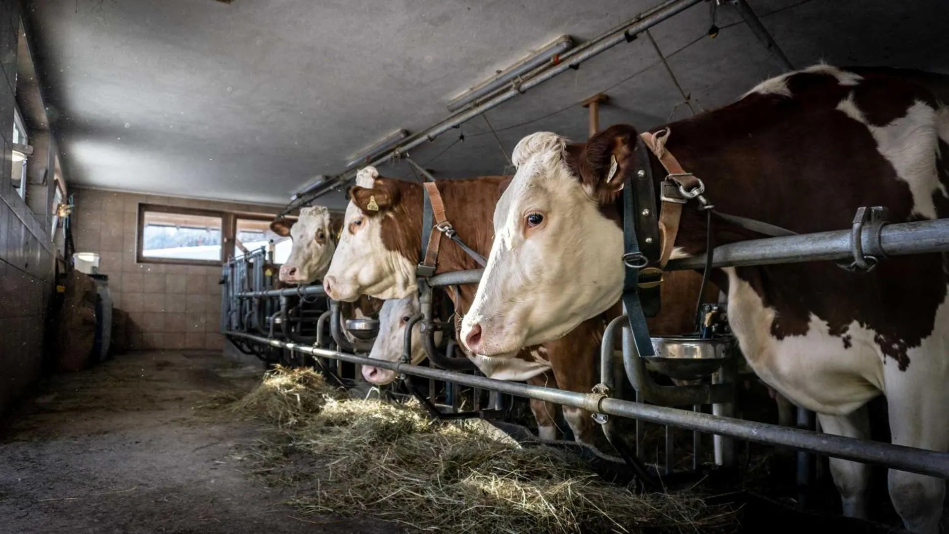 Animals in Stubaier Bauern Appartement