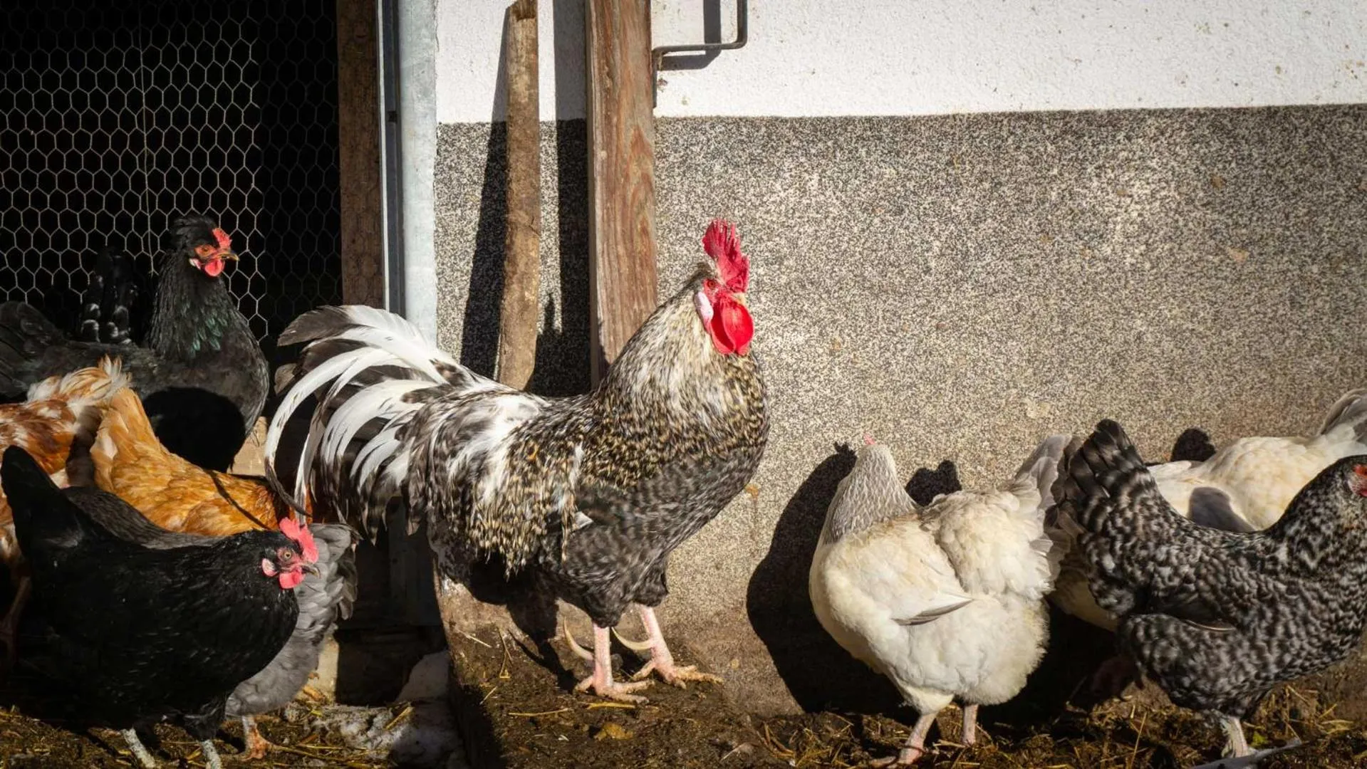 Animals in Stubaier Bauern Appartement