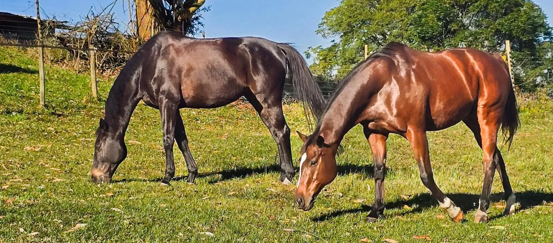 Cavalo Guesthouse & Equestrian Estate