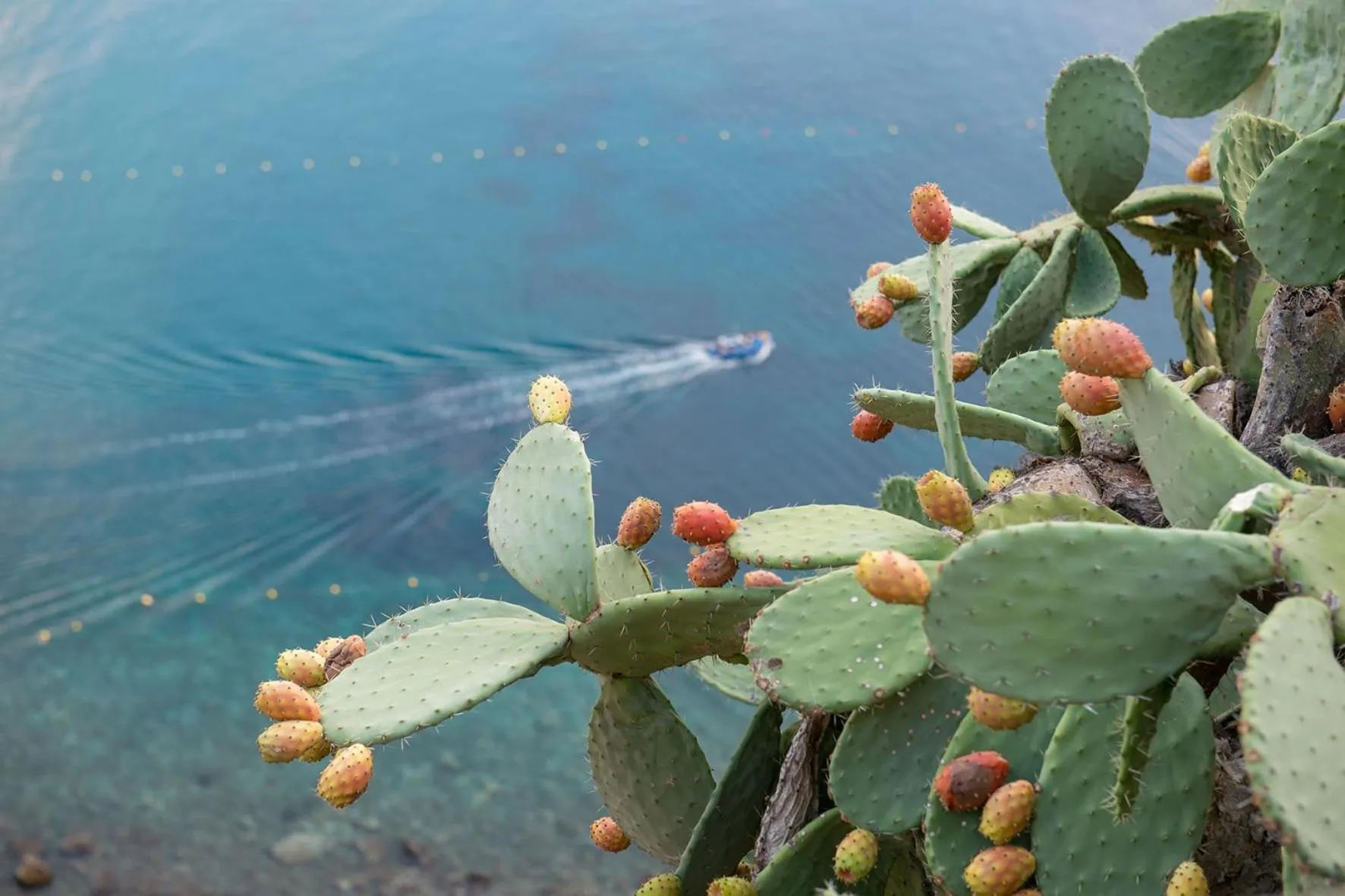 Sea view in Manzoni Elements