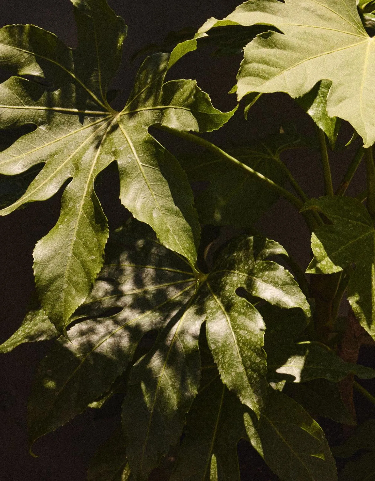 Restaurant/places to eat in Hotel Erwin Venice Beach