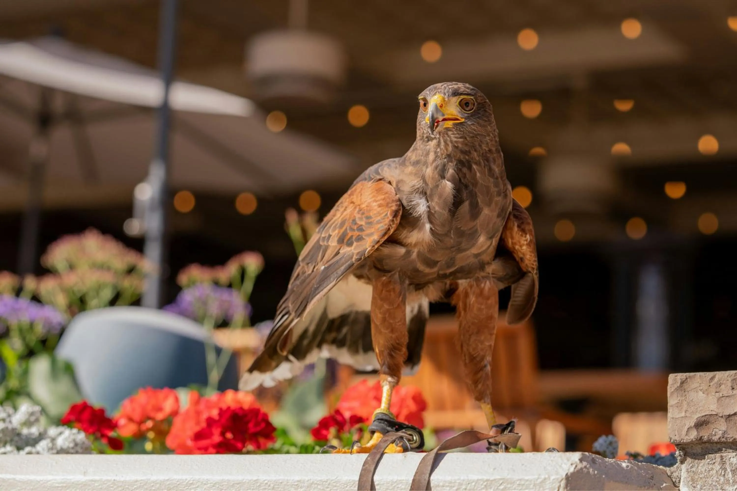 Other in The Phoenician, a Luxury Collection Resort, Scottsdale