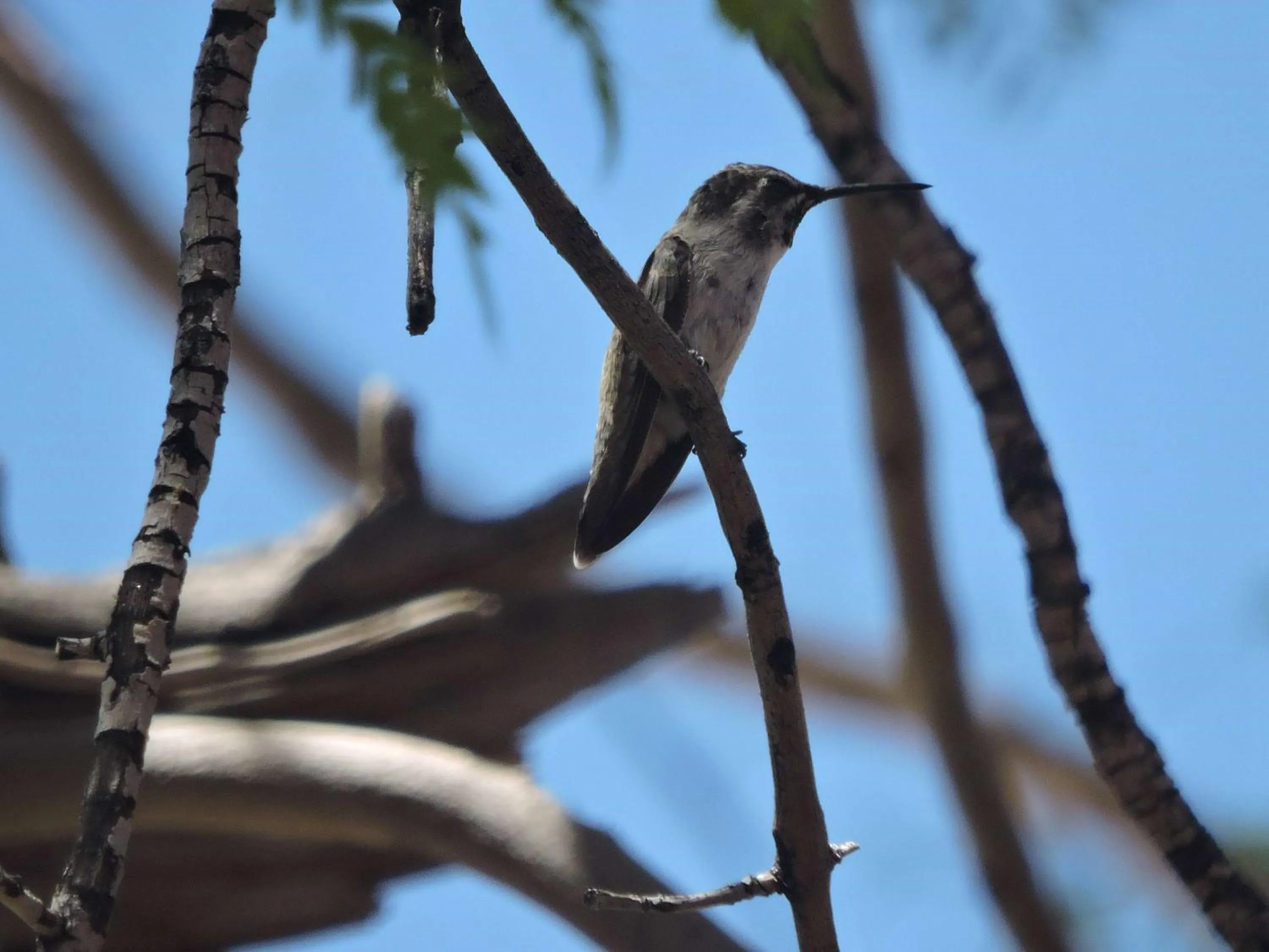 Other in Westward Look Wyndham Grand Resort & Spa