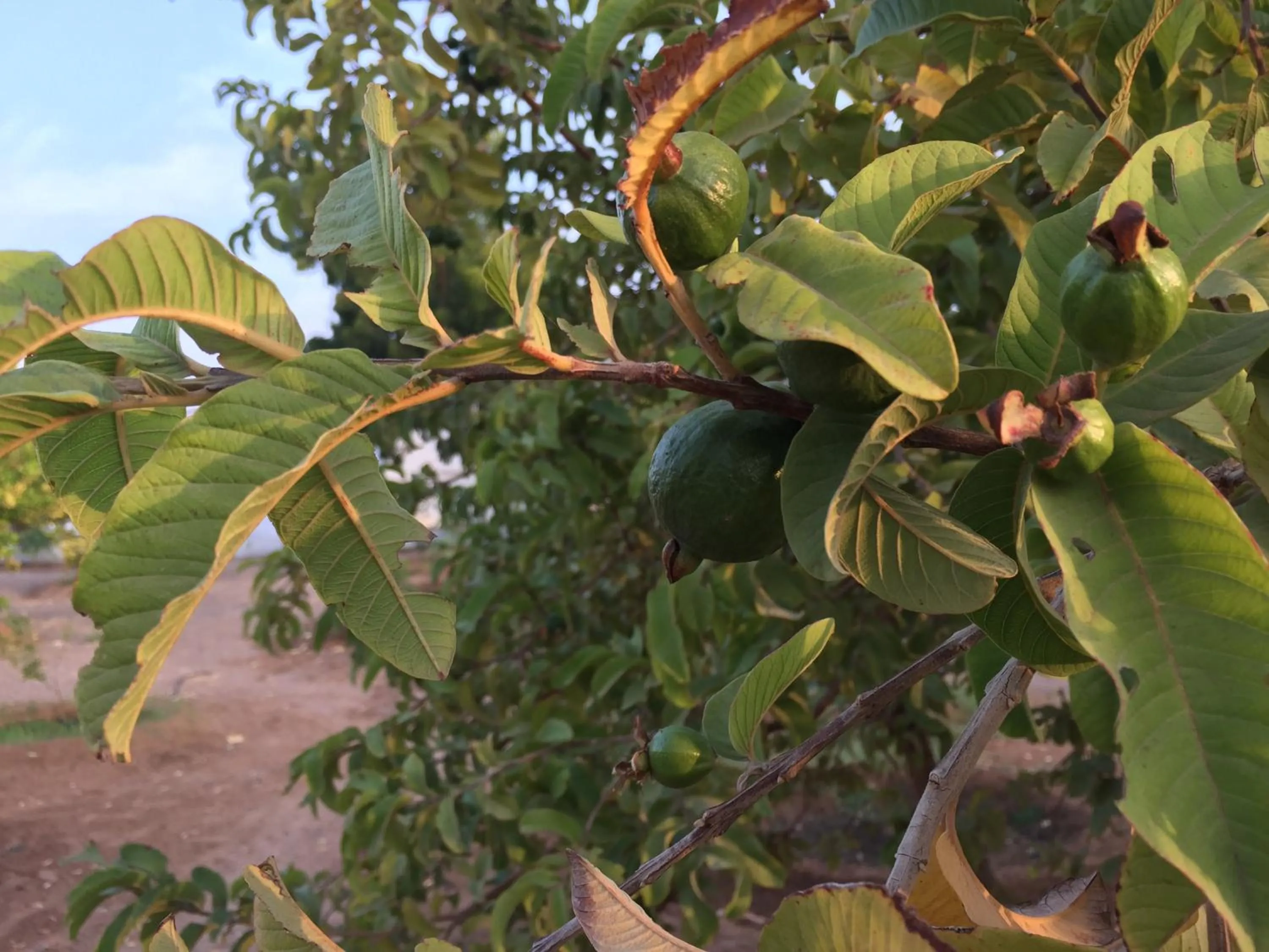 Garden in Oriental Nights Rest House