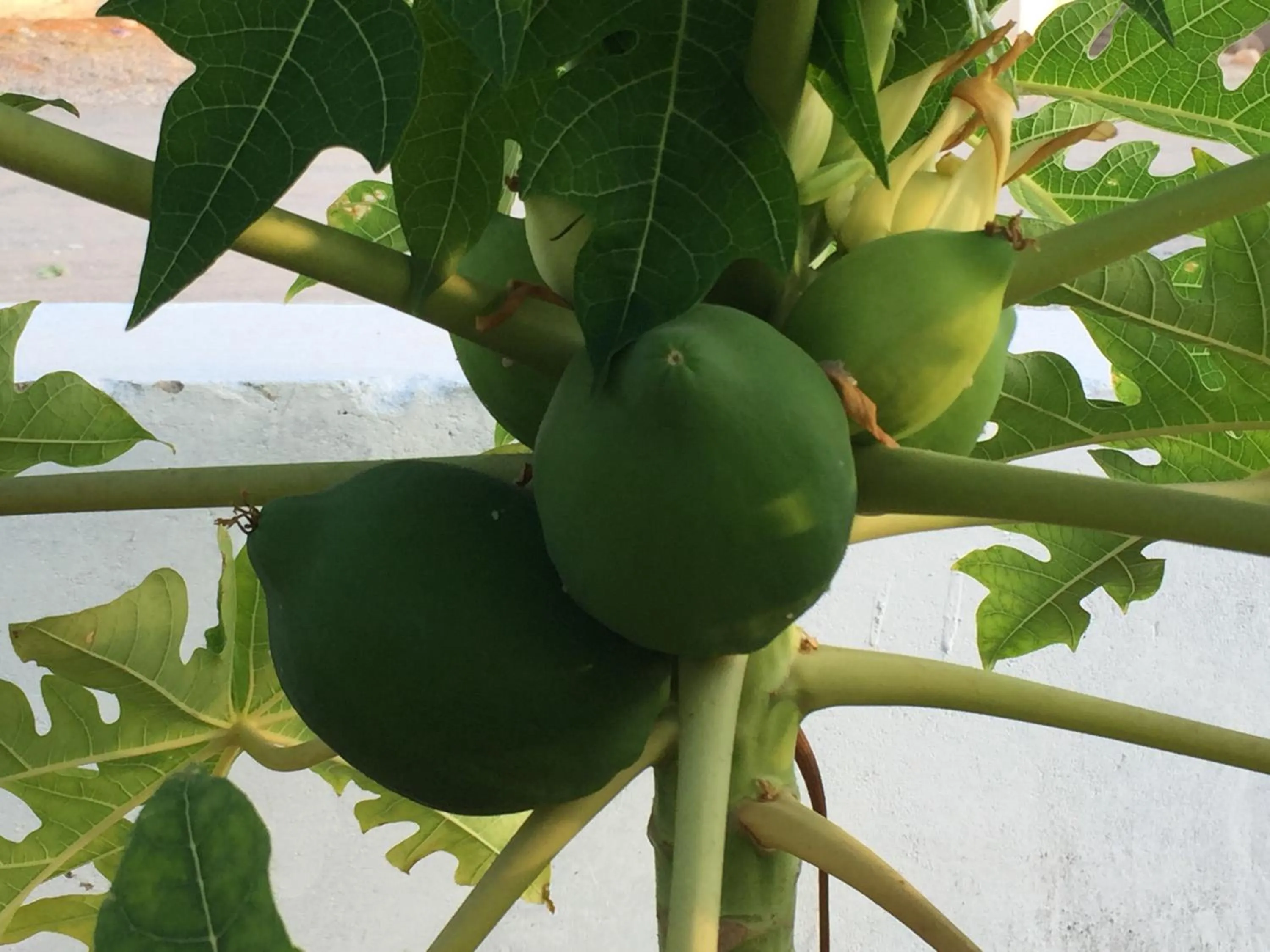 Garden in Oriental Nights Rest House