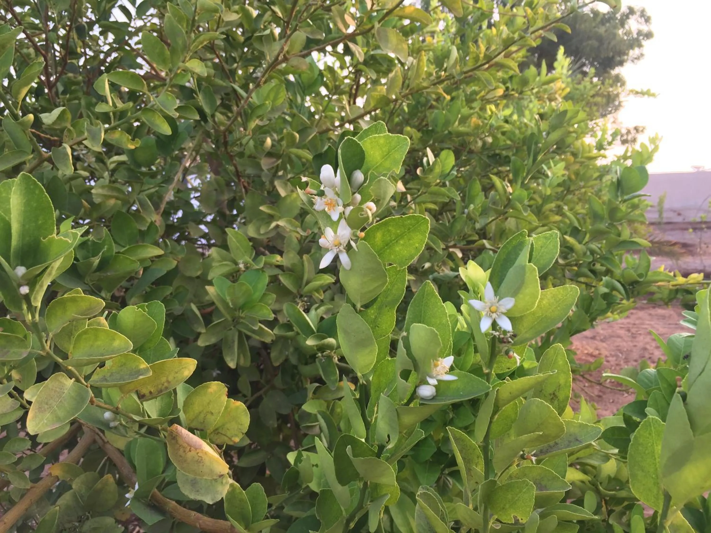 Garden in Oriental Nights Rest House