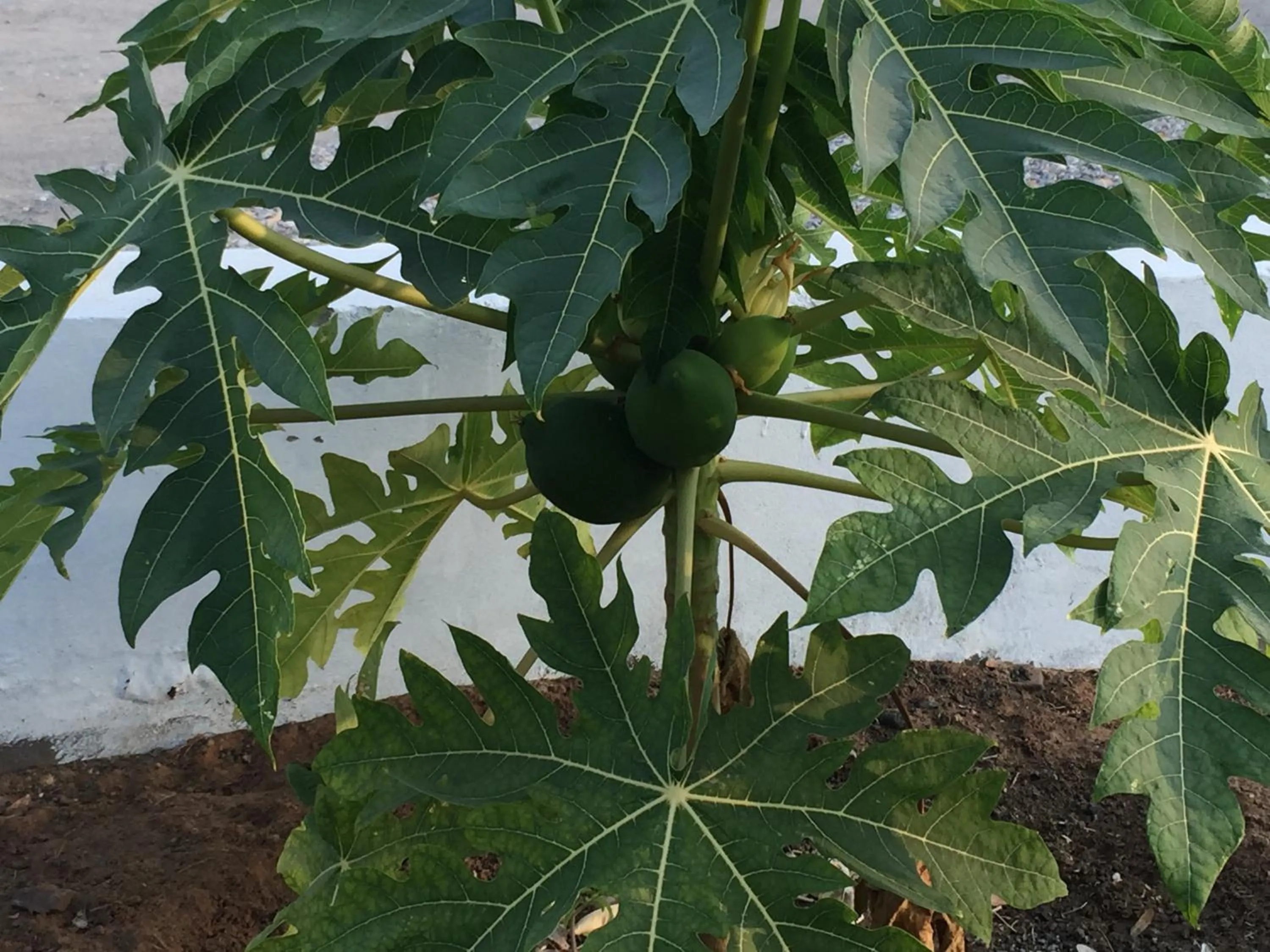 Garden in Oriental Nights Rest House