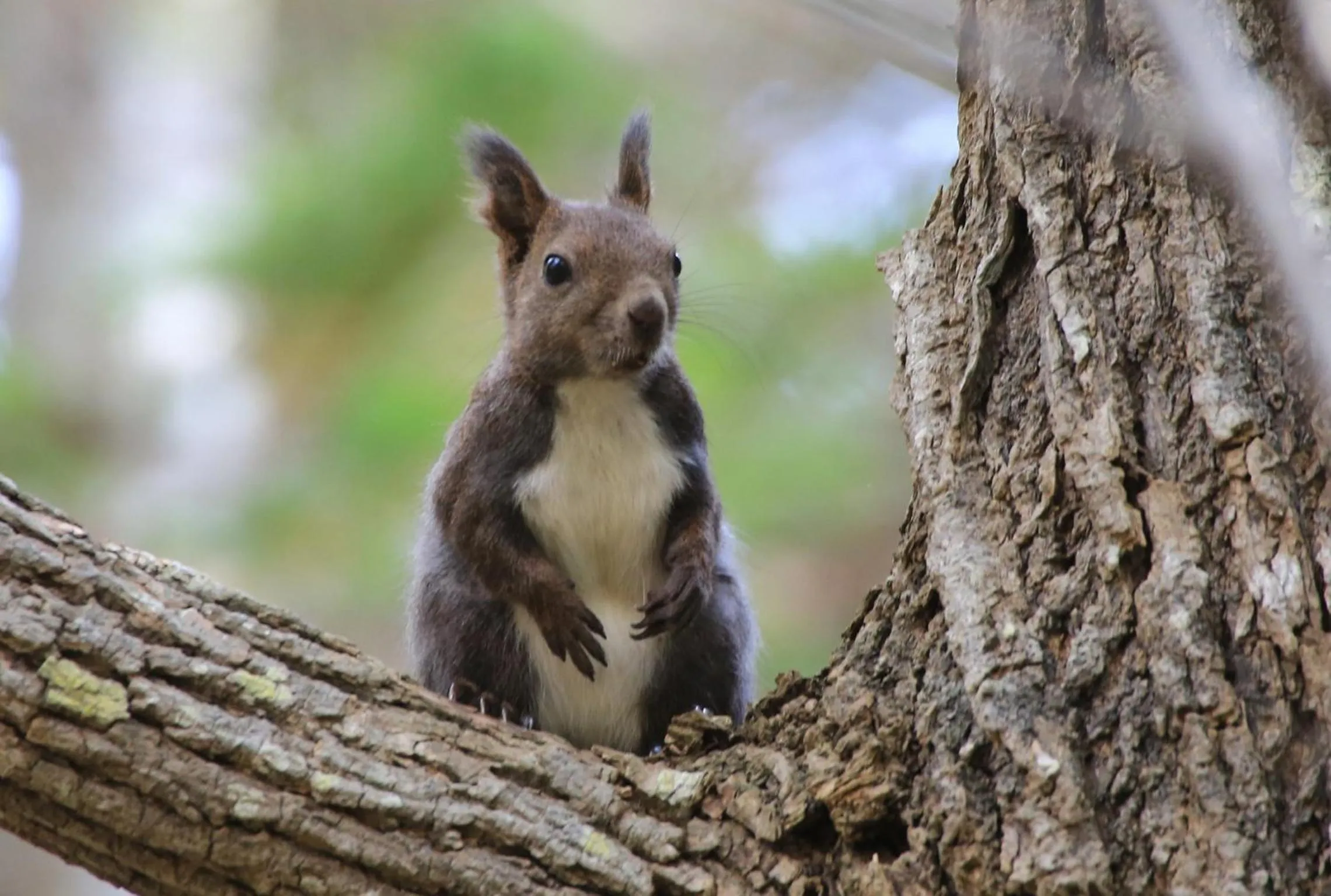 Natural landscape in Shiretoko Noble Hotel