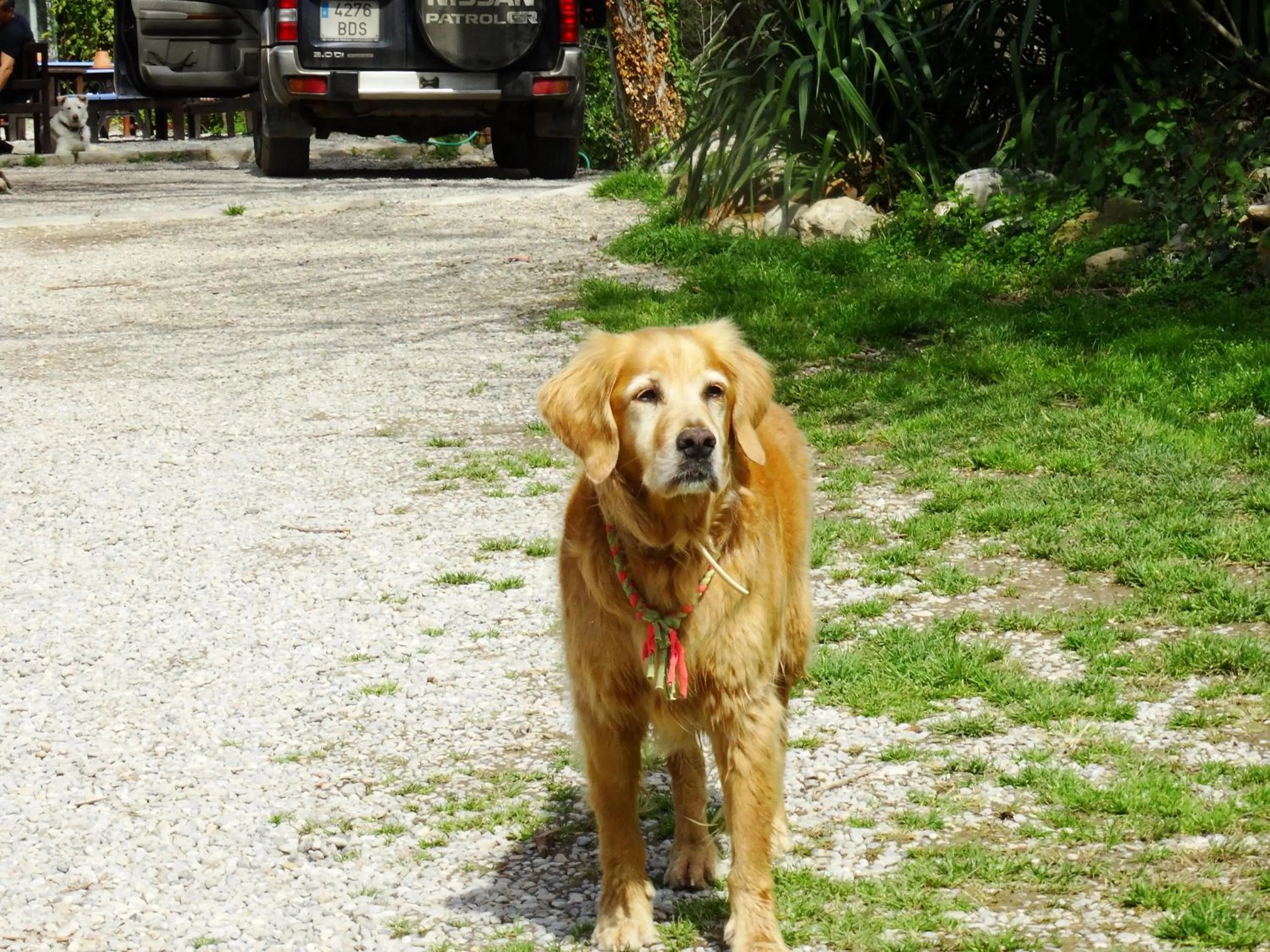 Animals in Mas Torrencito Pet Friendly