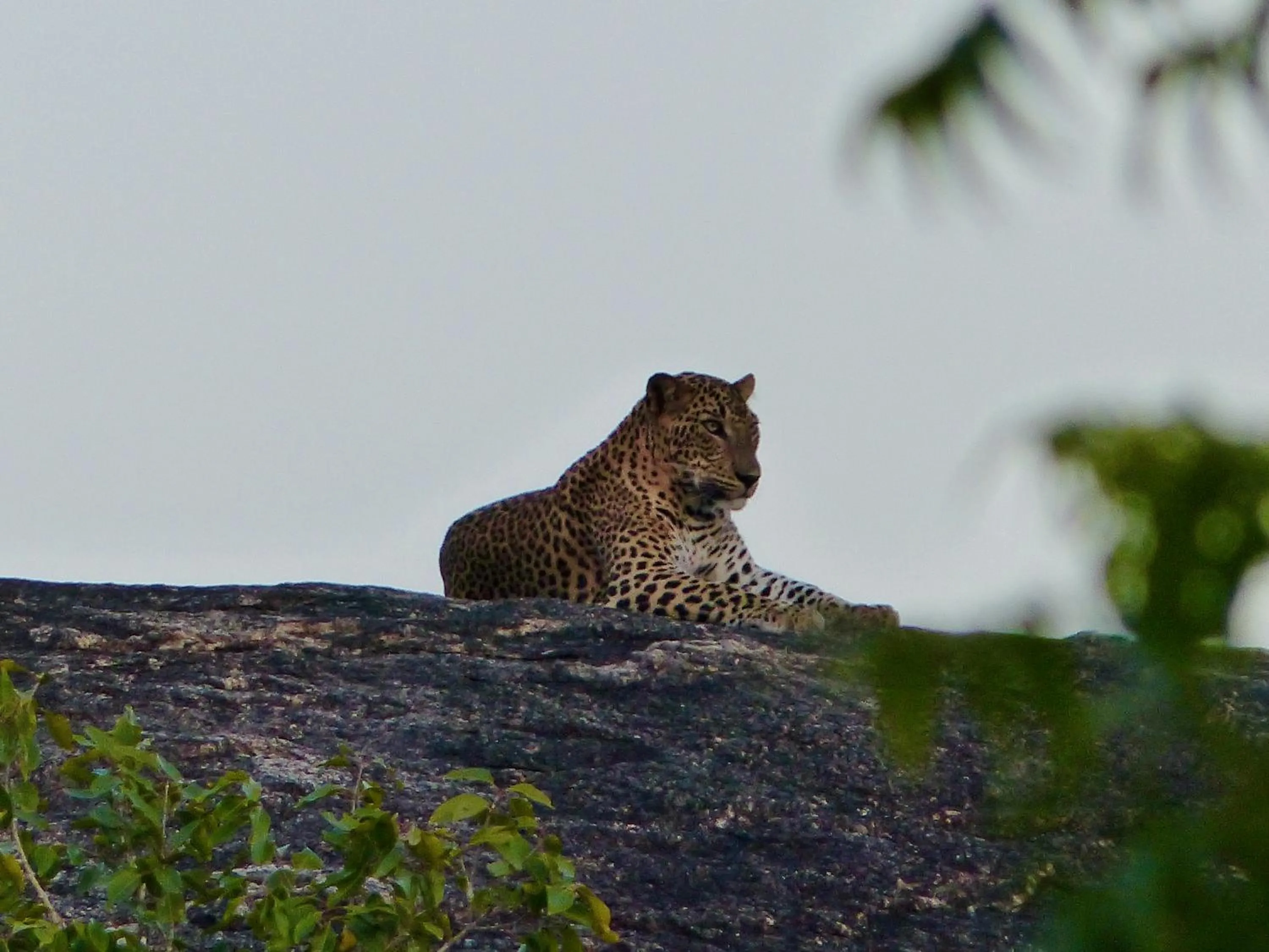 Activities in Stay Golden