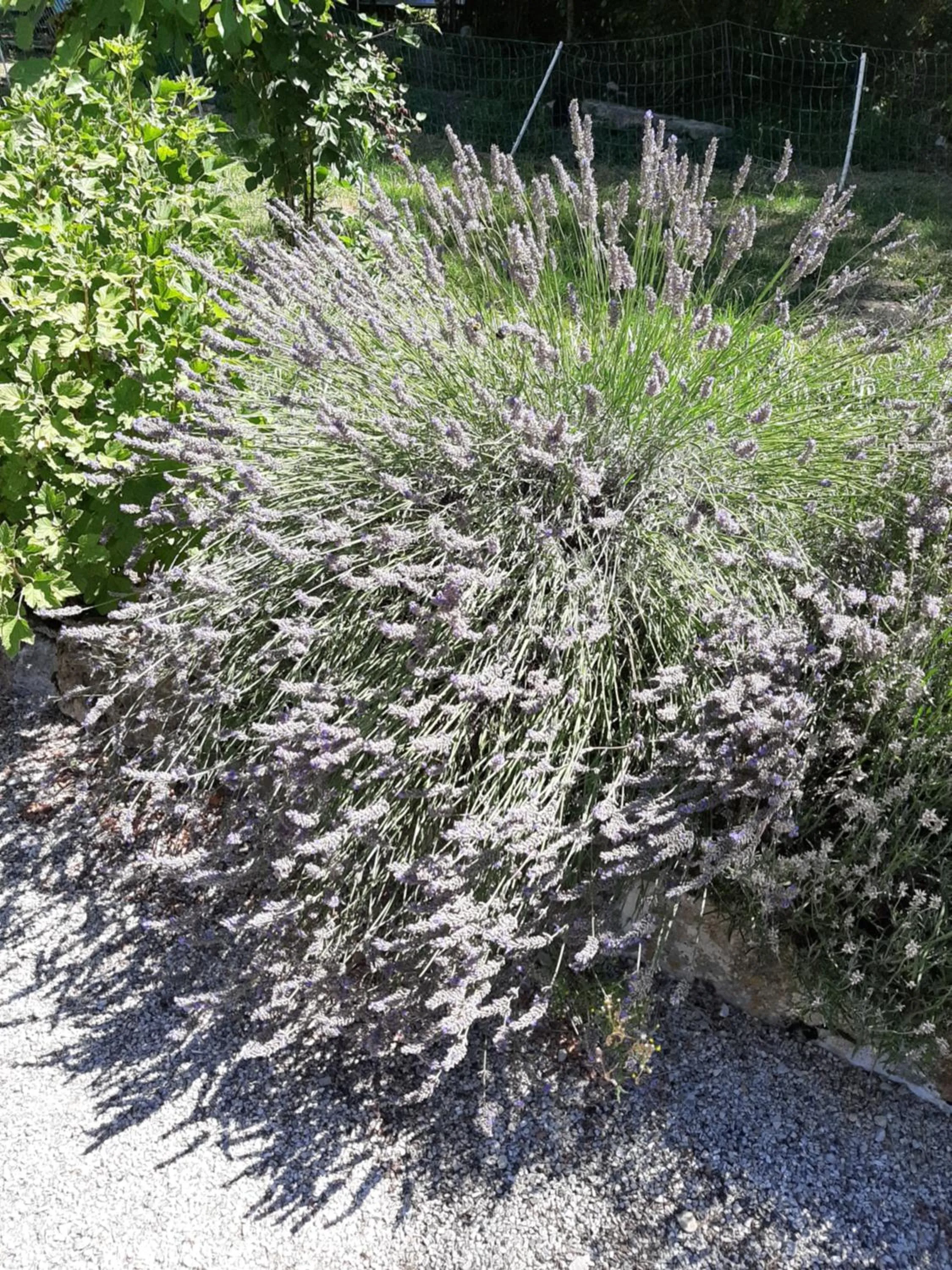 Garden in Le Grand Noyer