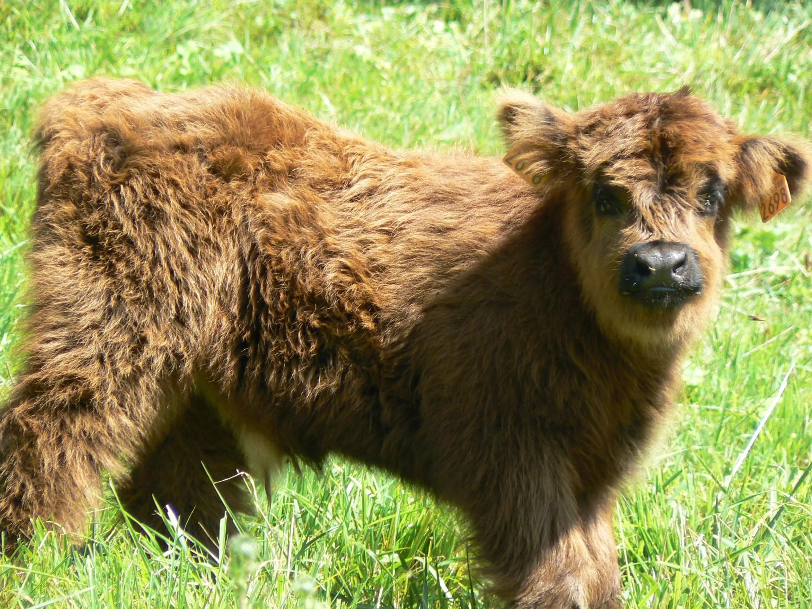 Animals in Le Grand Noyer