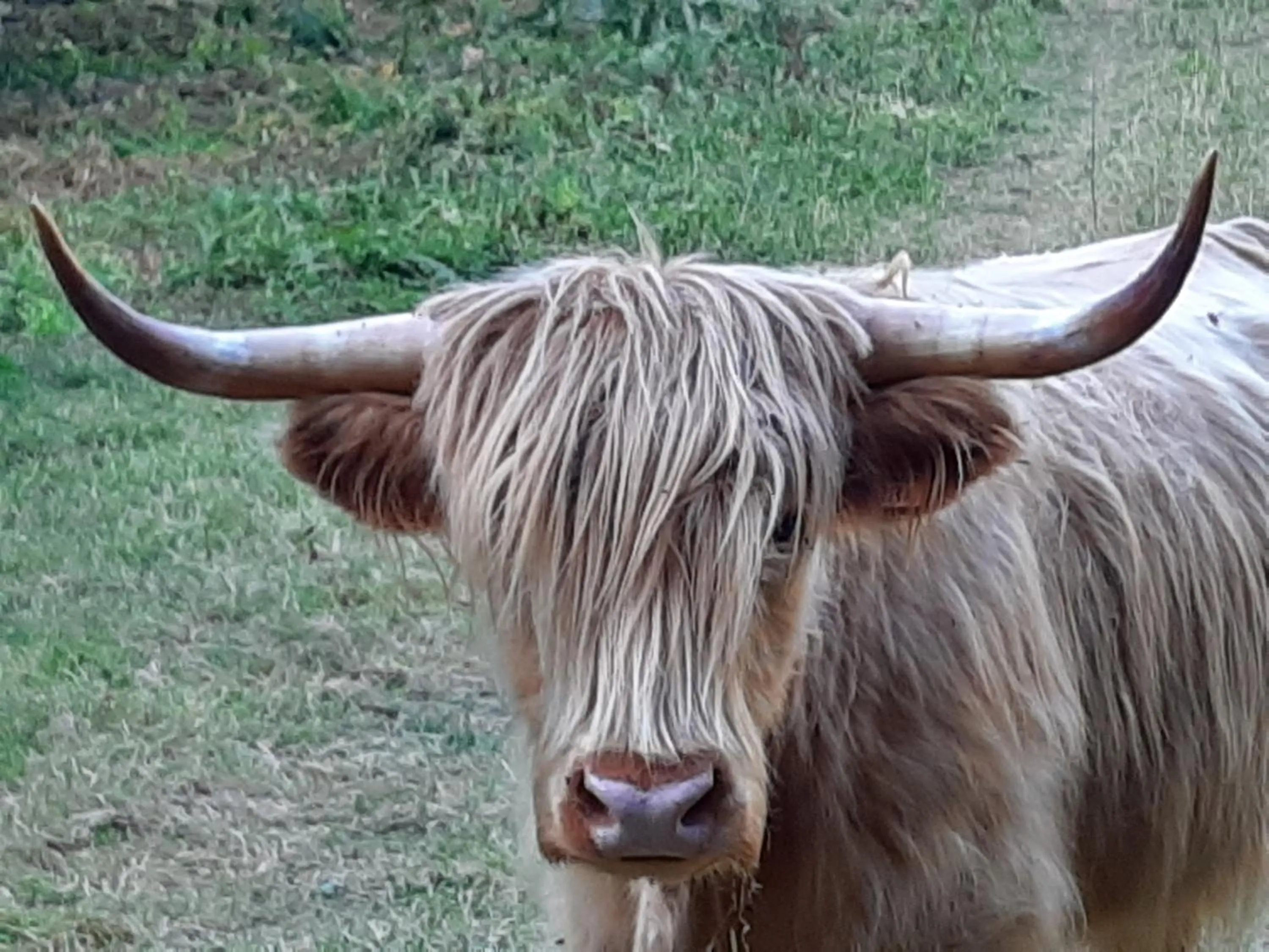 Animals in Le Grand Noyer