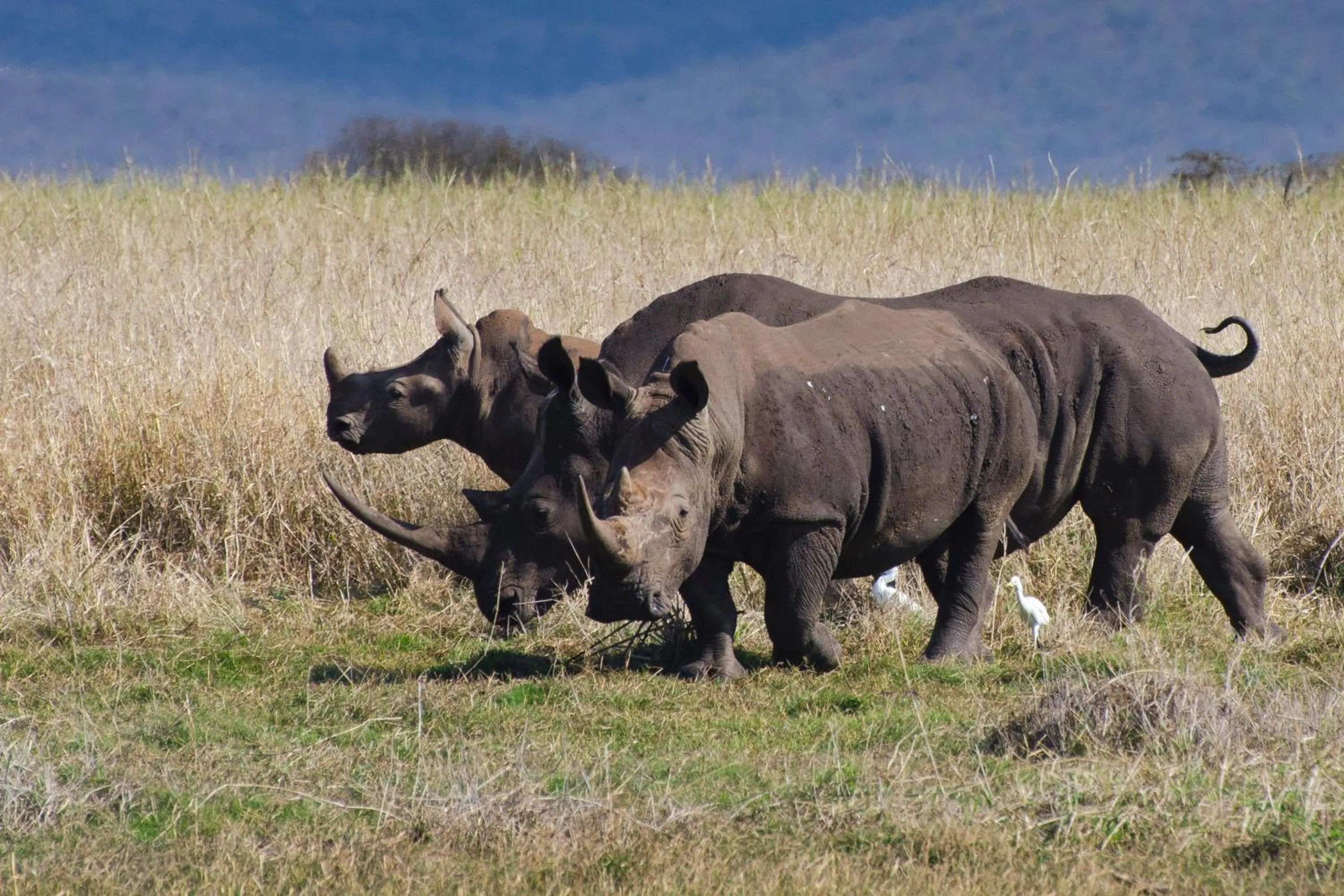 Shayamoya Tiger Fishing and Game Lodge