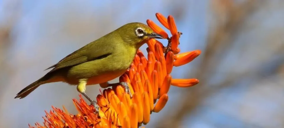 Shayamoya Tiger Fishing and Game Lodge