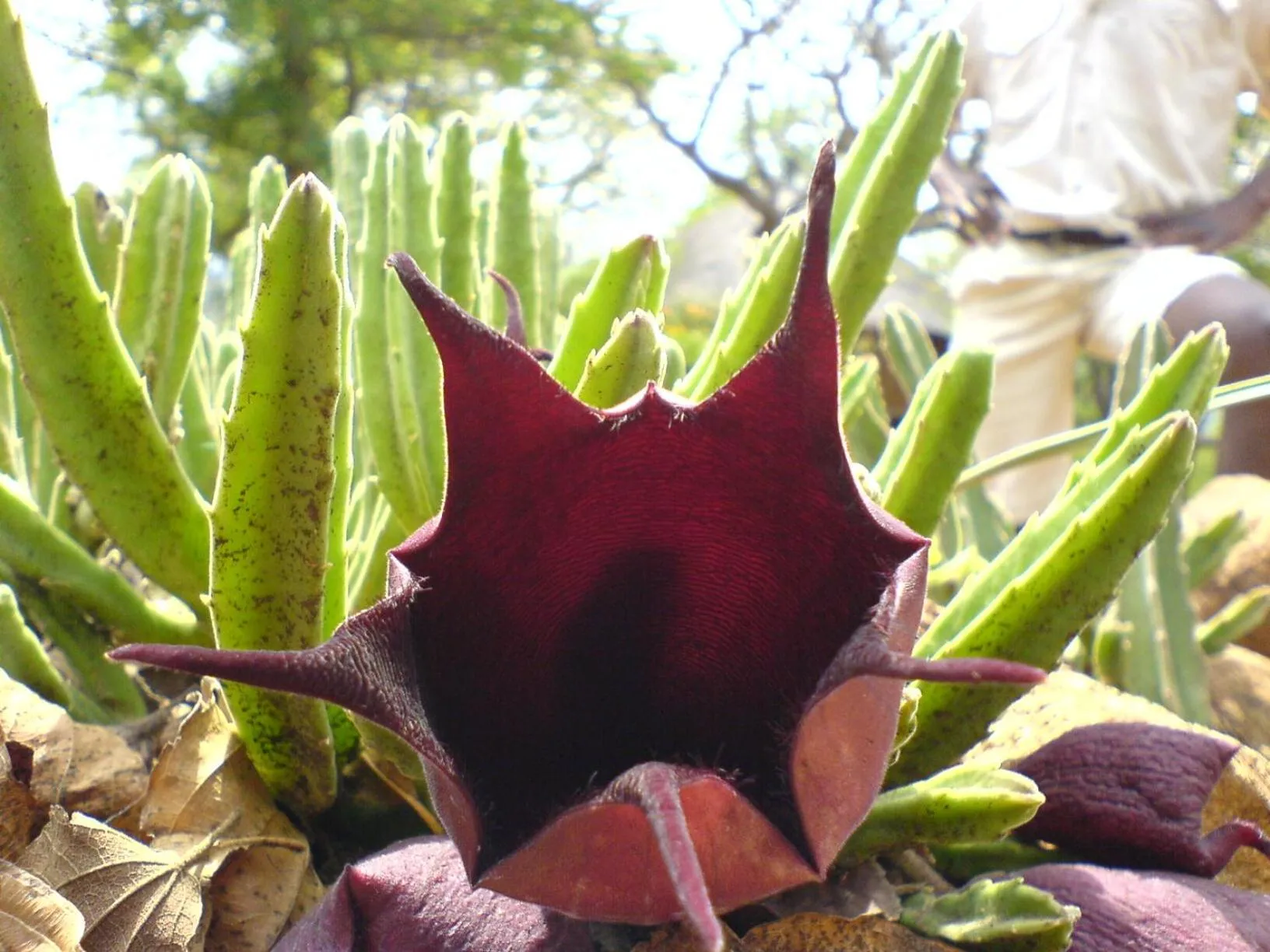 Shayamoya Tiger Fishing and Game Lodge