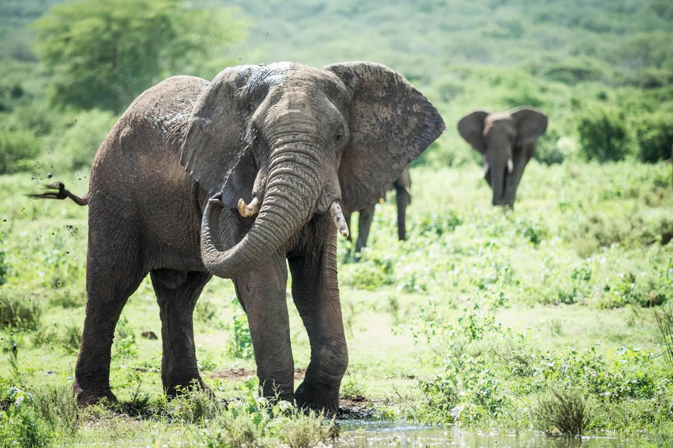 Off site in Shayamoya Tiger Fishing and Game Lodge