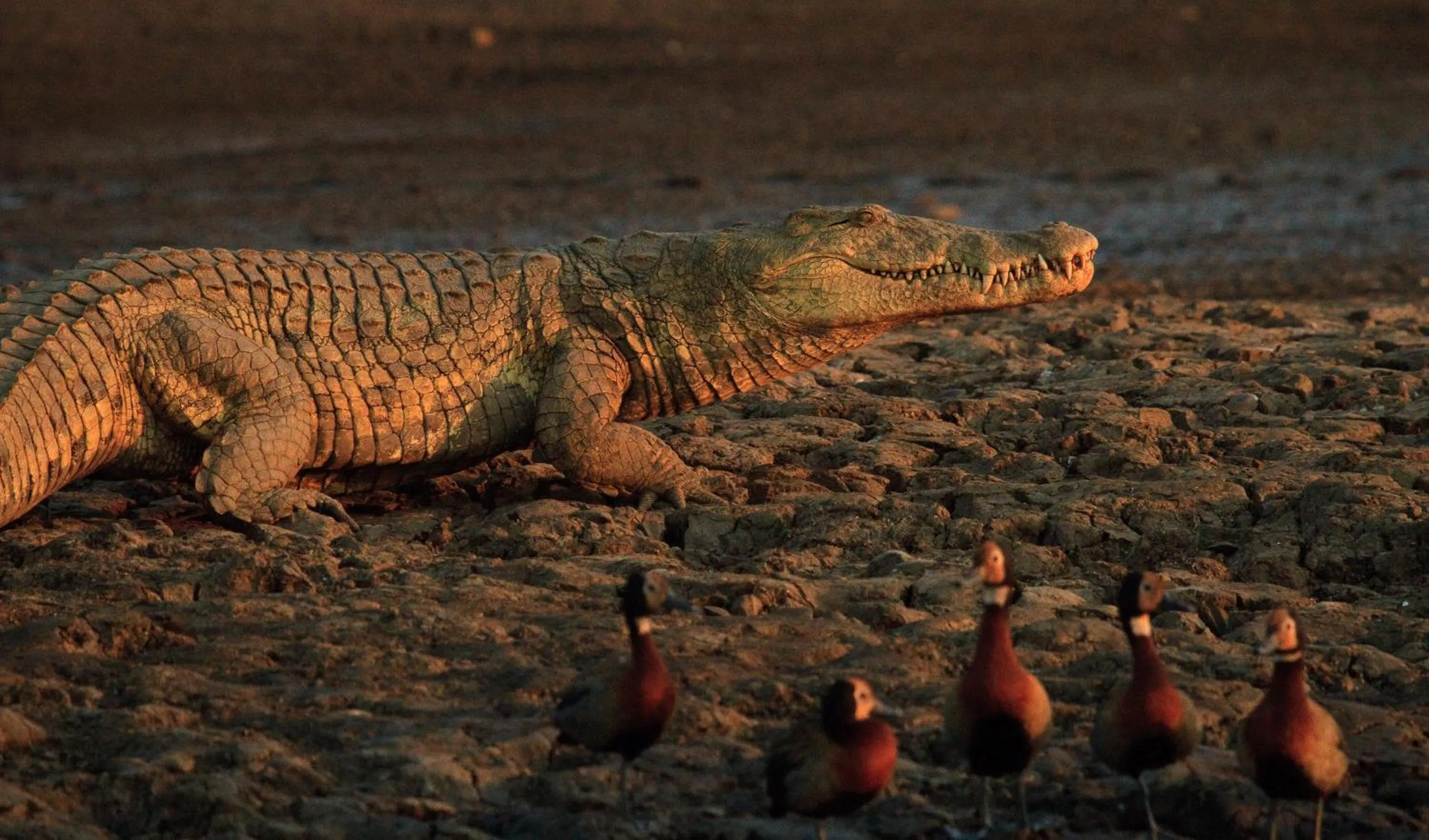 Shayamoya Tiger Fishing and Game Lodge