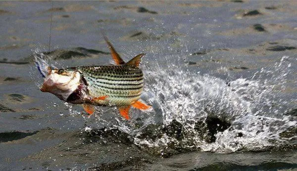 Shayamoya Tiger Fishing and Game Lodge