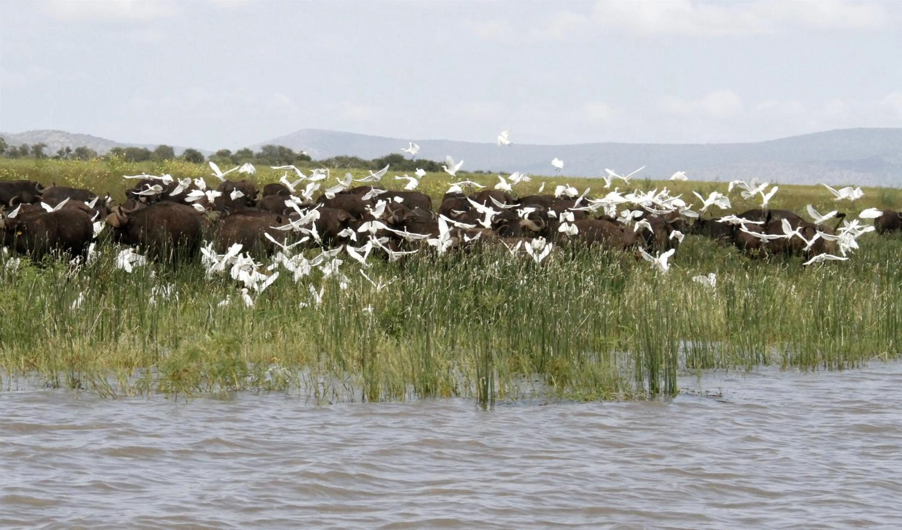 Shayamoya Tiger Fishing and Game Lodge