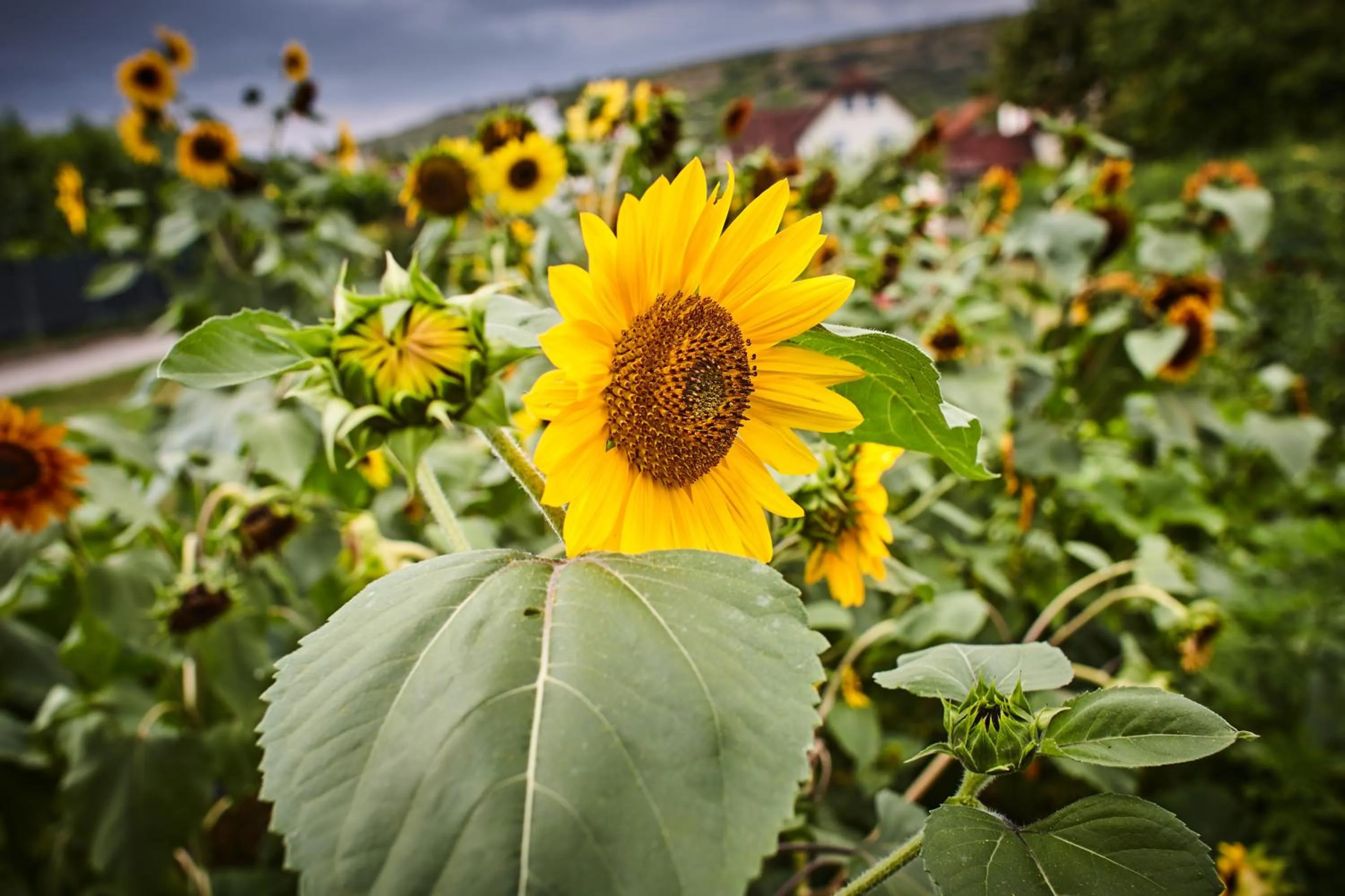 Garden in Schmankerl und Gast