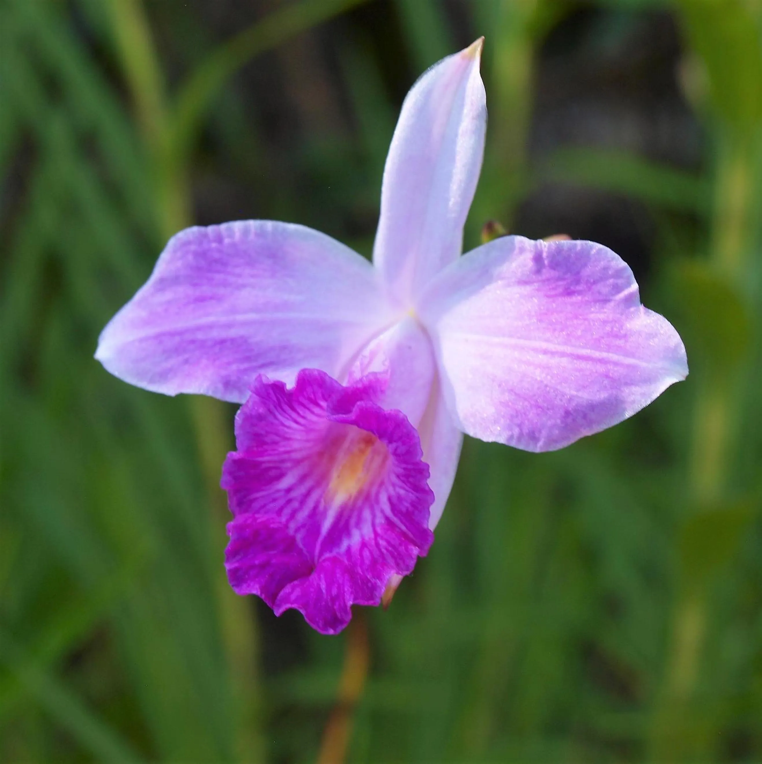 Garden in Lodge Margouillat