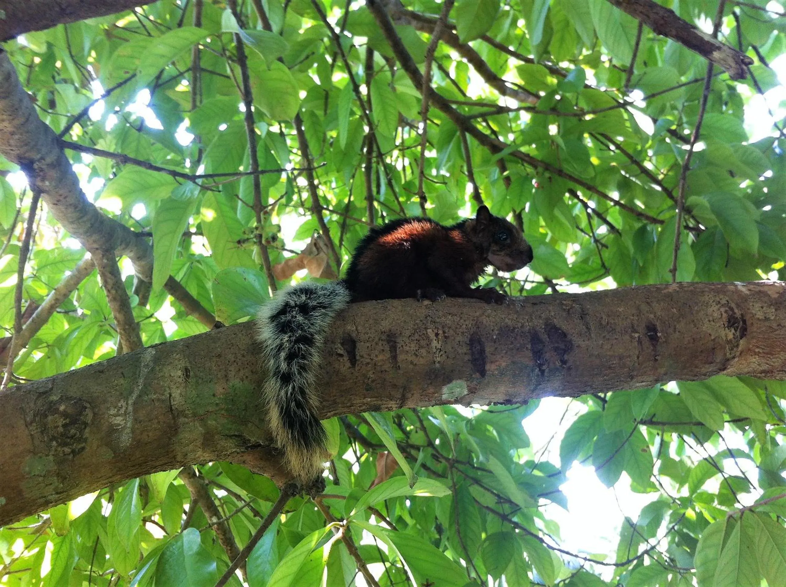 Animals in Lodge Margouillat