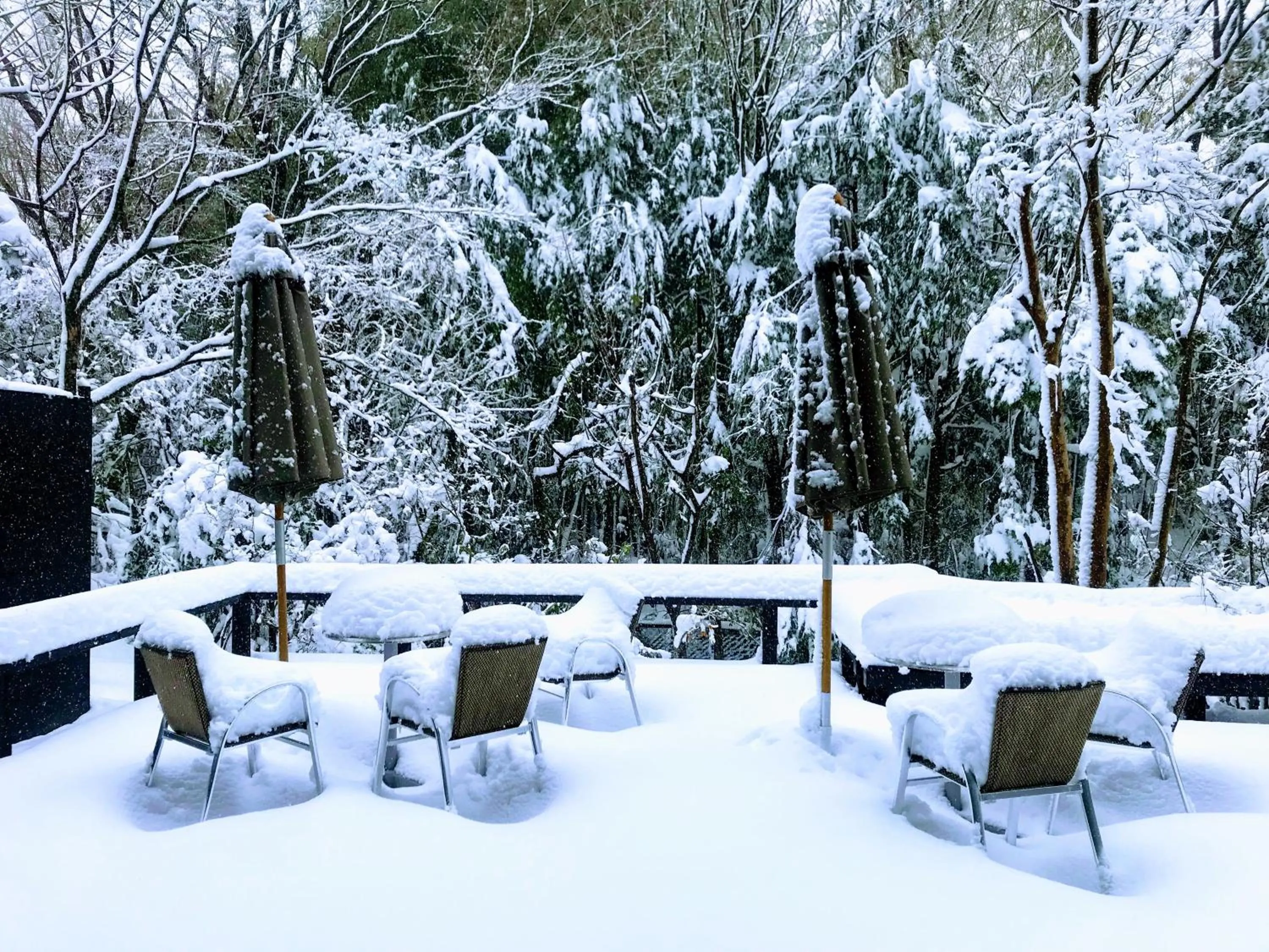 Winter in Sengokuhara Hisanoha