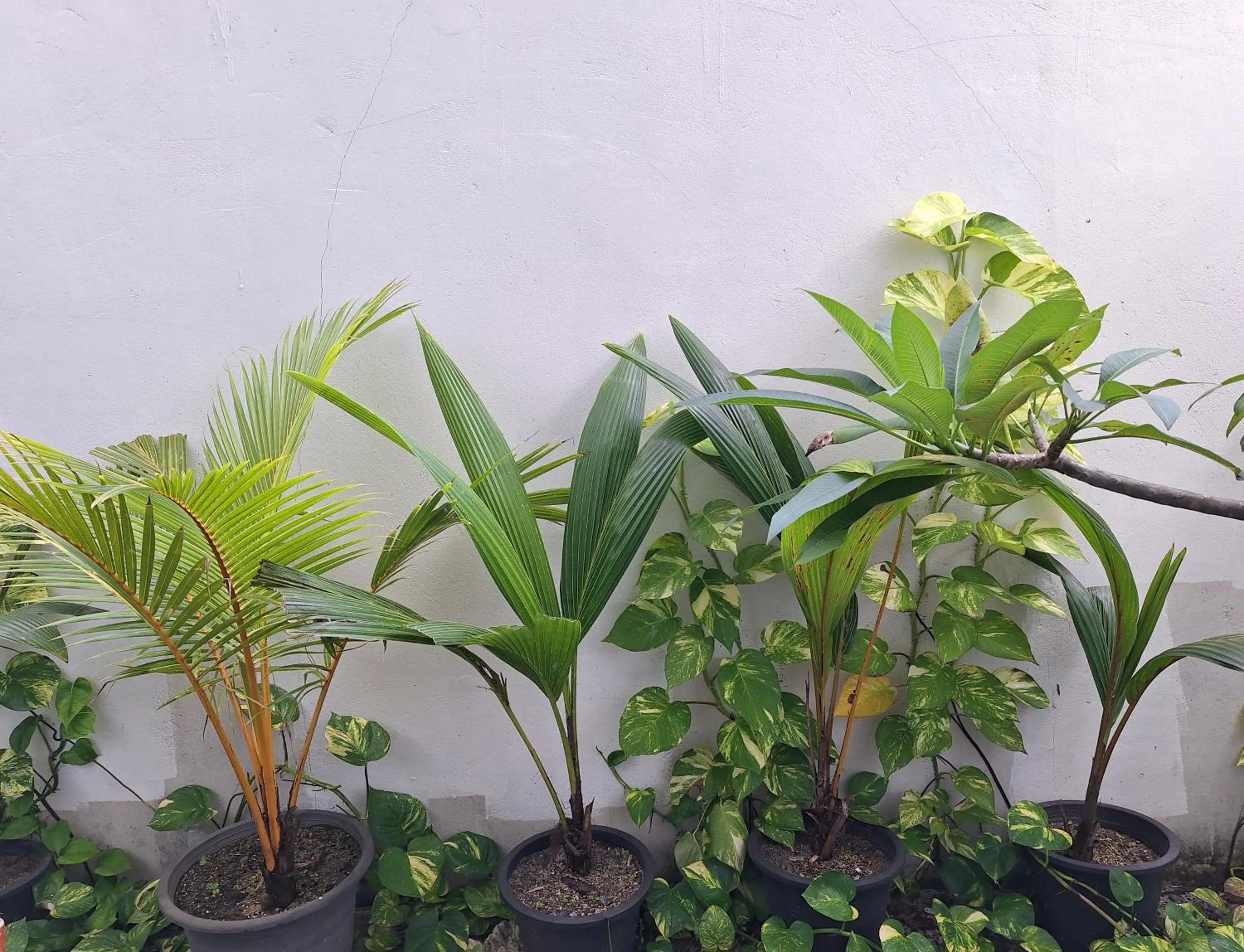 Garden in Thundi Village & Spa