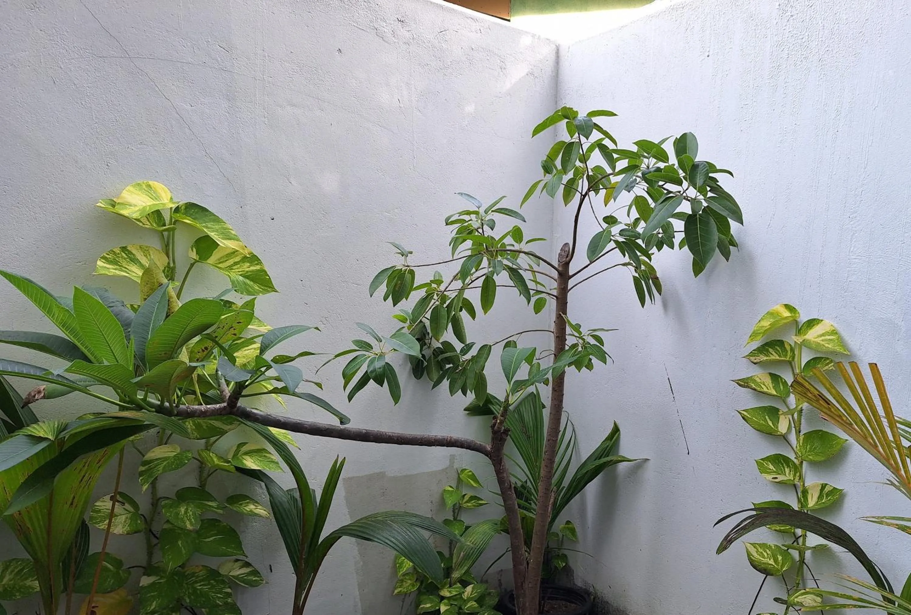 Garden in Thundi Village & Spa