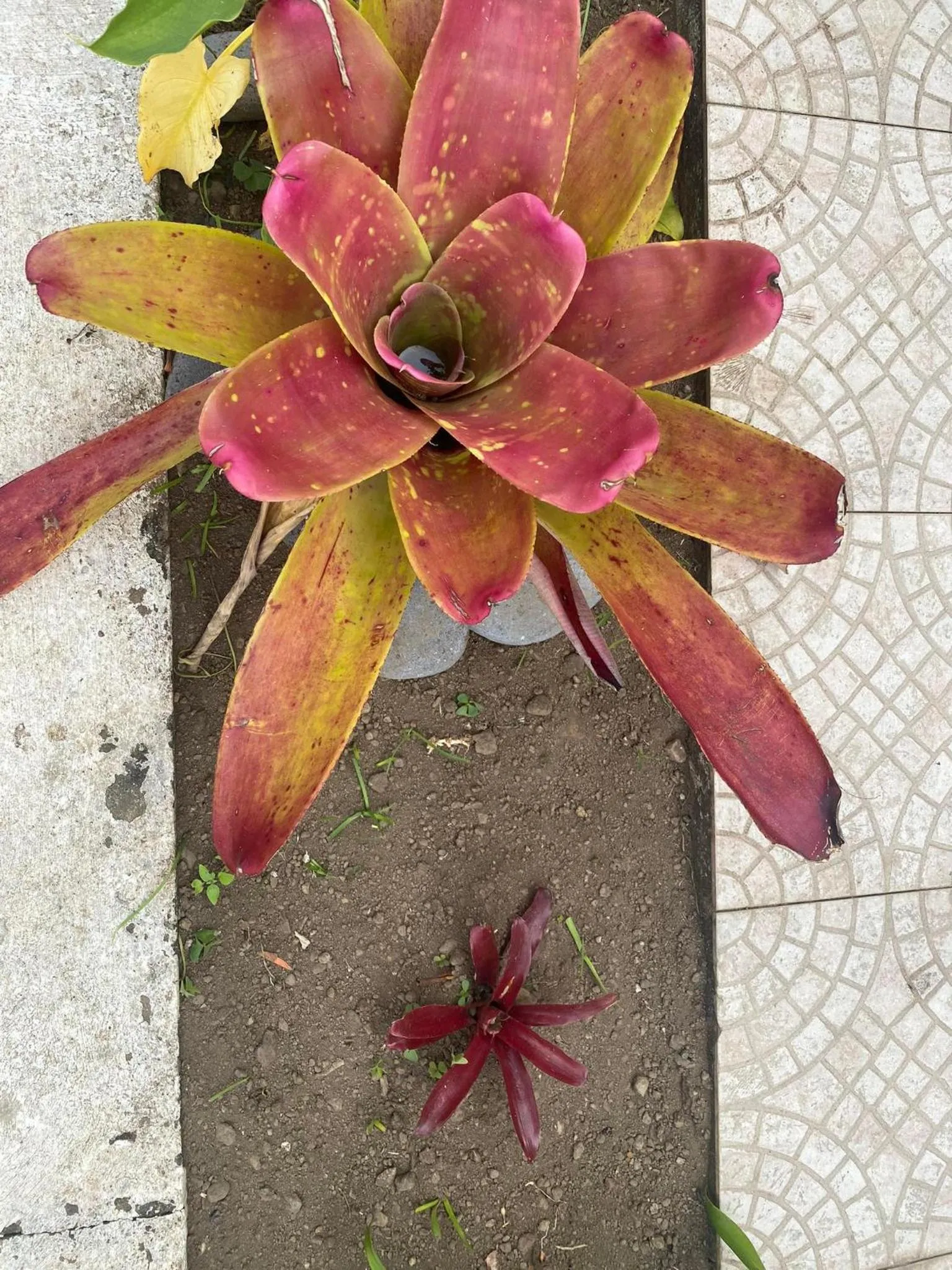 Garden in Apartamentos São João