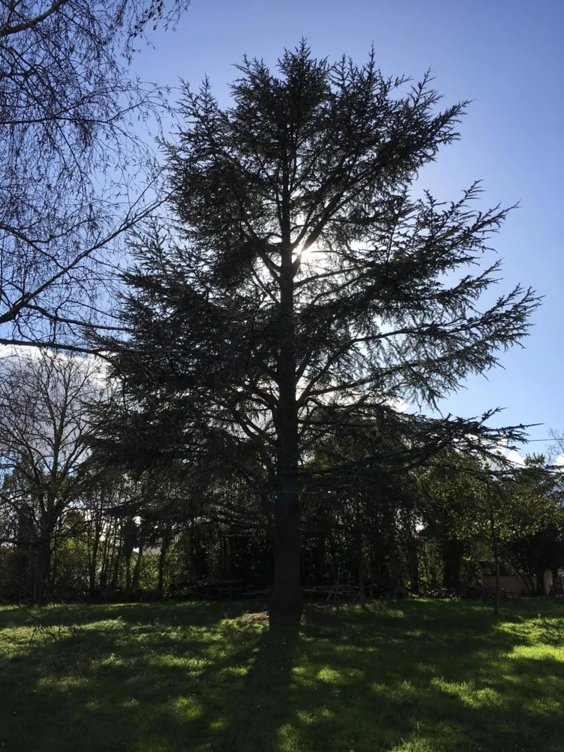 Garden in Chambres D'hôte Le Cèdre Bleu