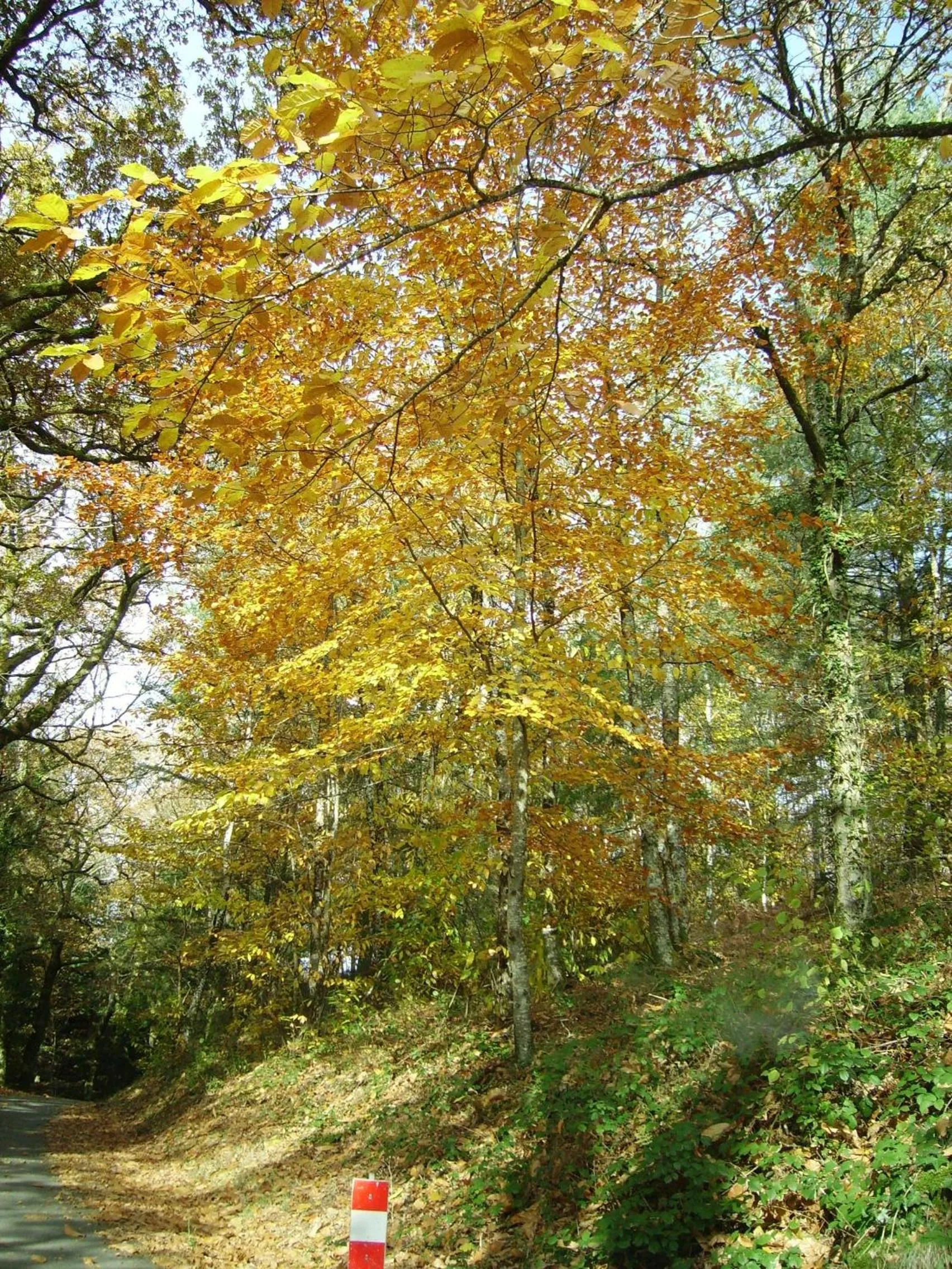 Day in Chambre d’hôtes de Vauguenige