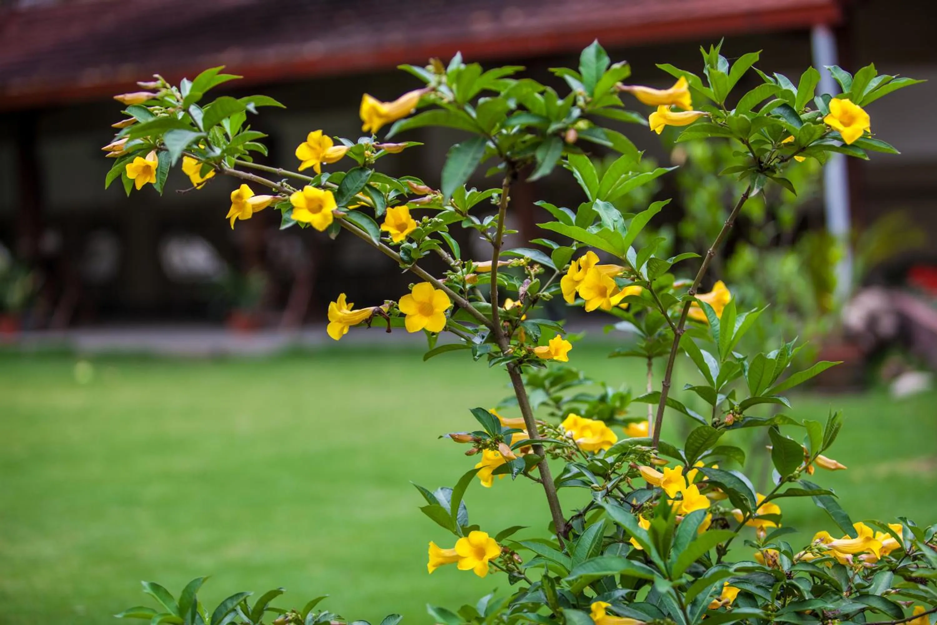 Garden in Shambaling Boutique Hotel