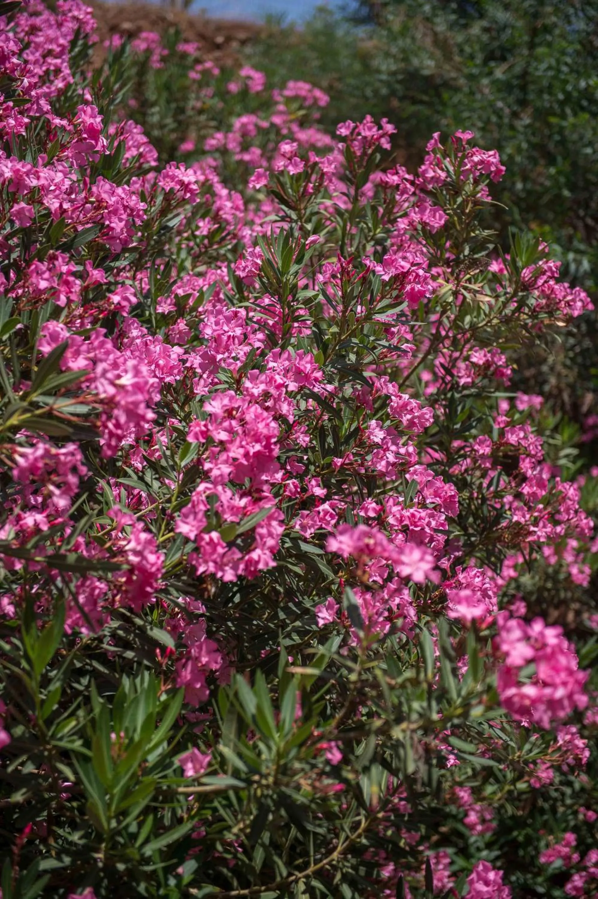 Property building in Balos Beach