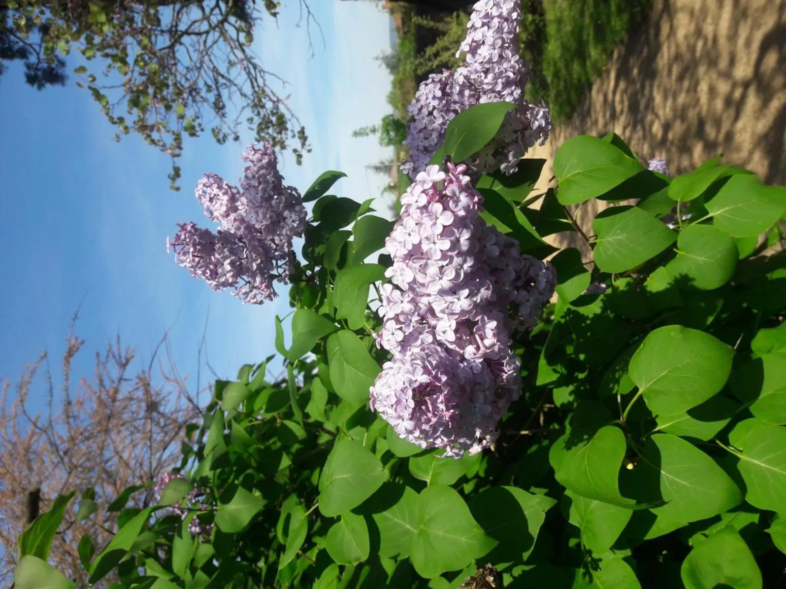 Garden in Chambres d'Hôtes "LE CALME"