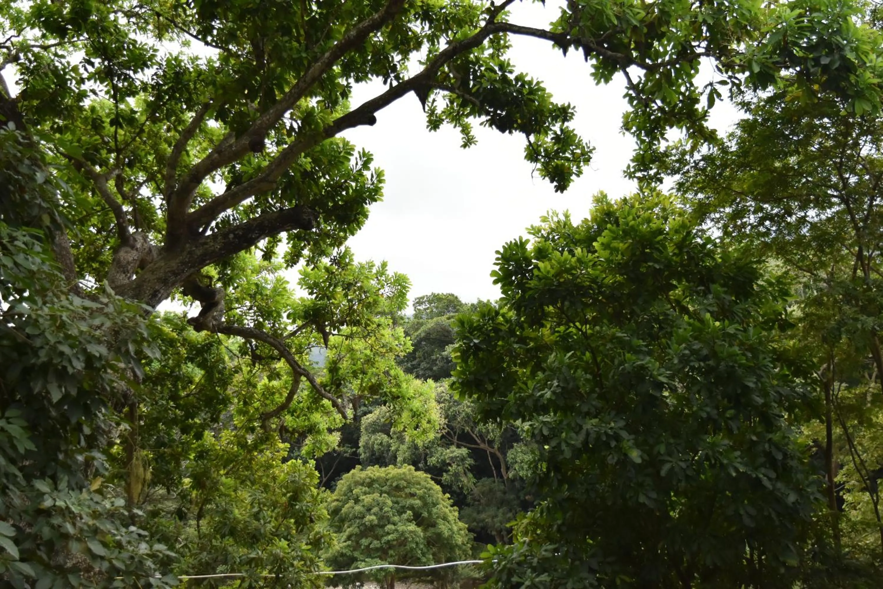 Natural landscape in Eco Hostal Kuima