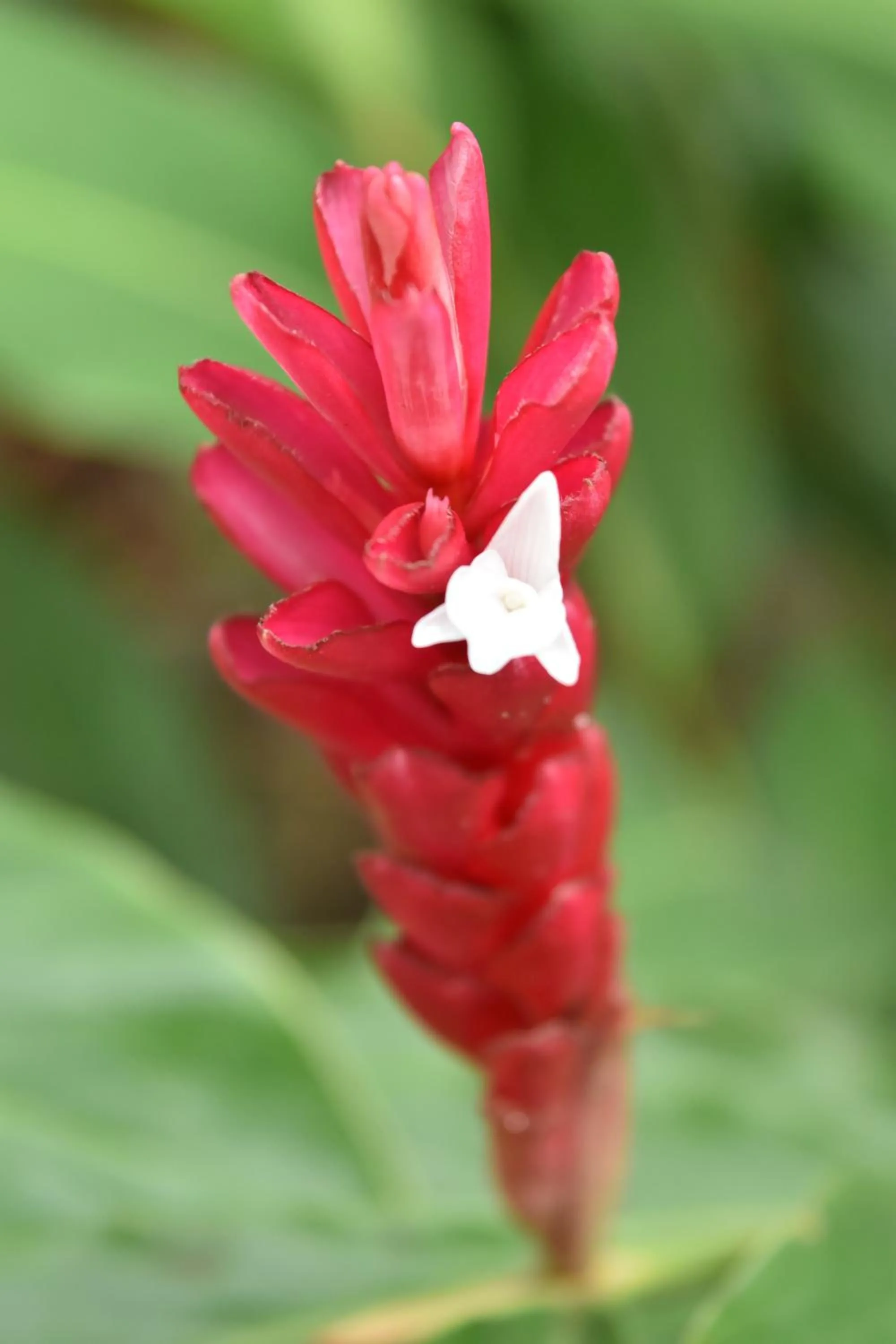 Animals in Eco Hostal Kuima