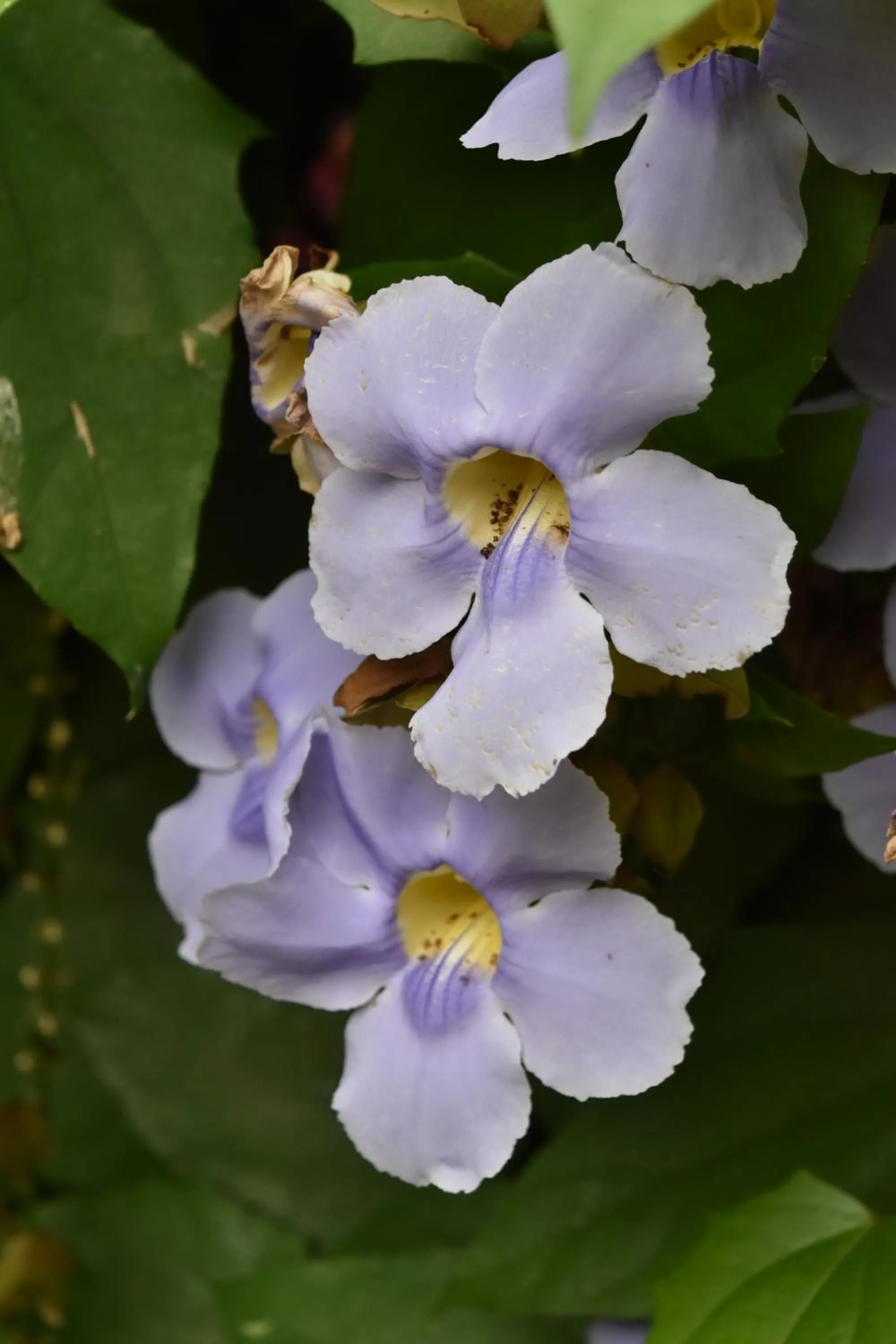 Garden in Eco Hostal Kuima