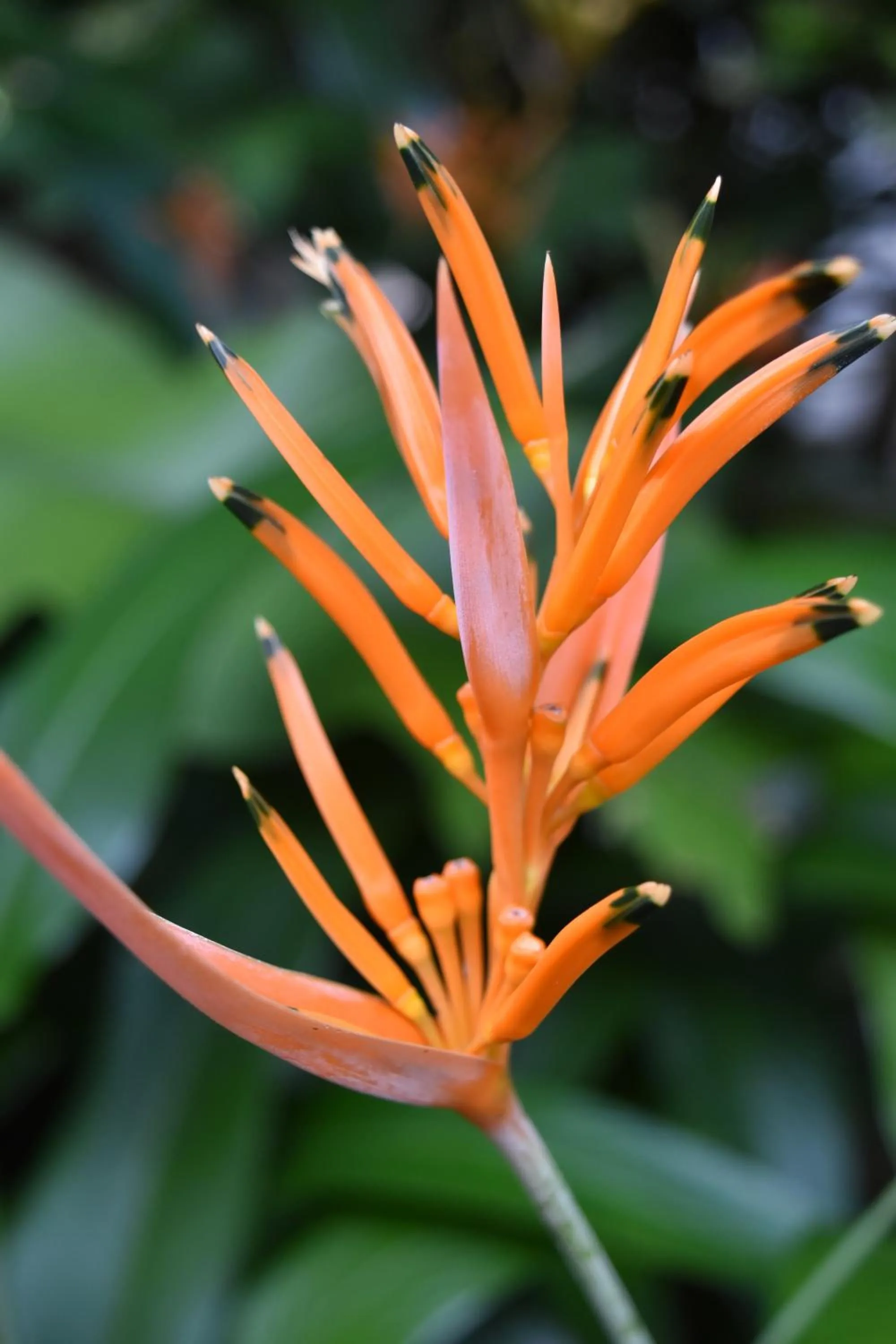 Animals in Eco Hostal Kuima