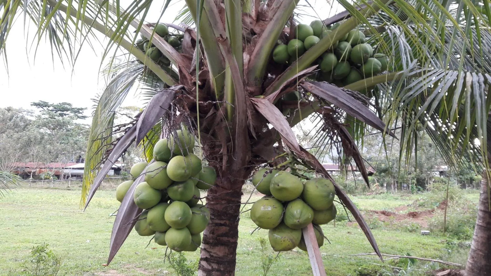 Patio in Hotel Campestre Arenal