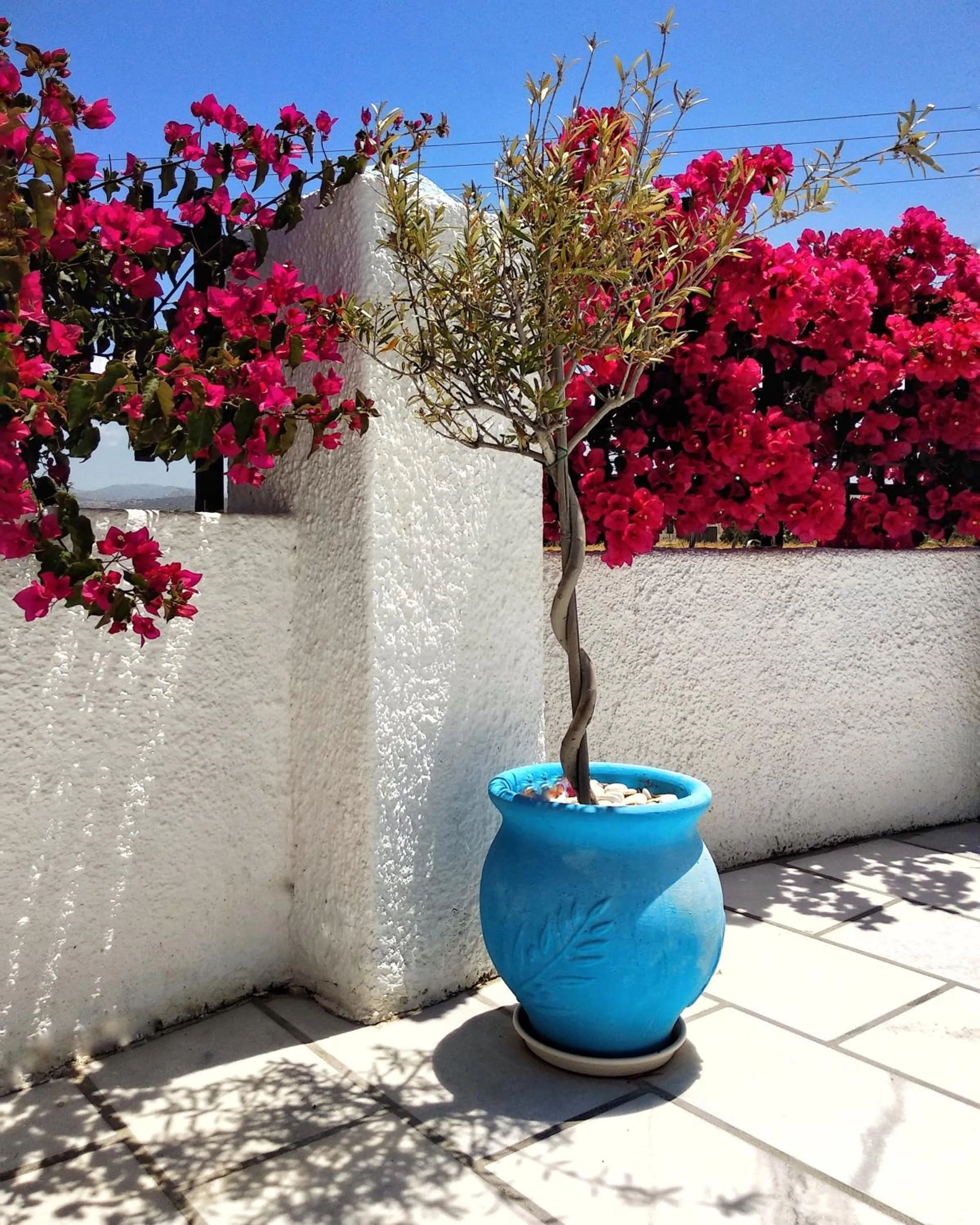 Garden in Dedalos Studios Naxos