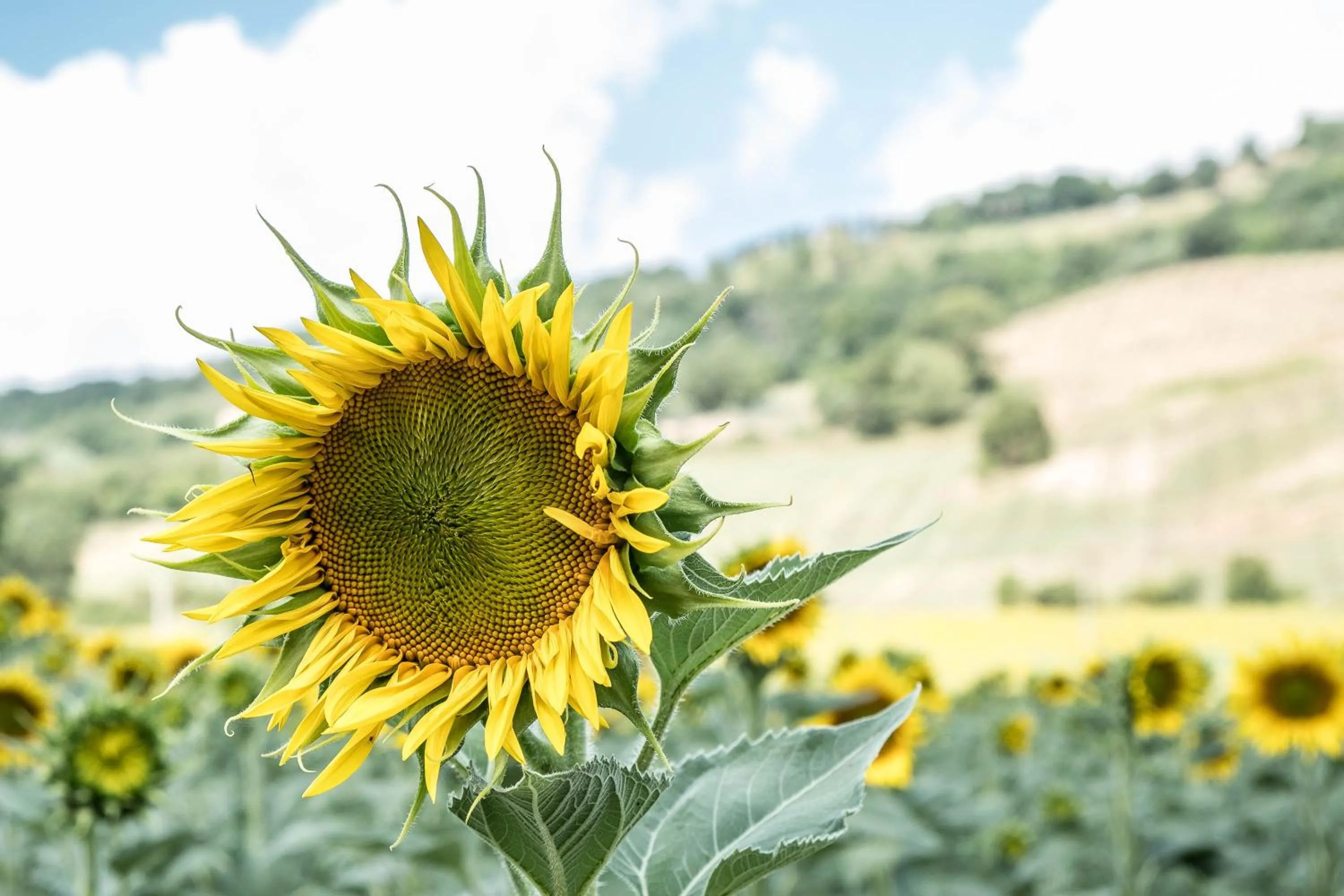 Decorative detail in Agriturismo Goccia di Luna