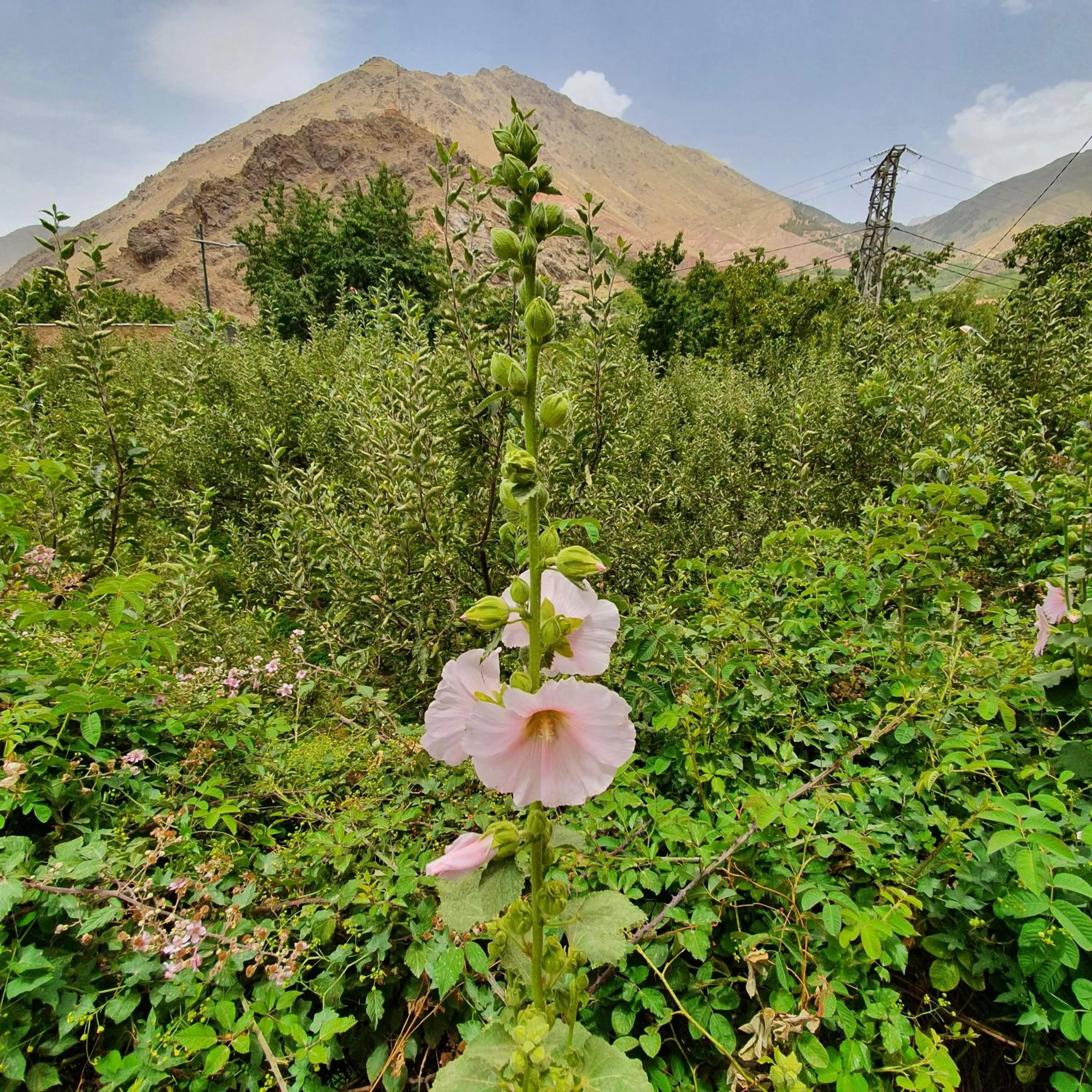 View (from property/room) in Dar Assarou - Toubkal National Park Lodge